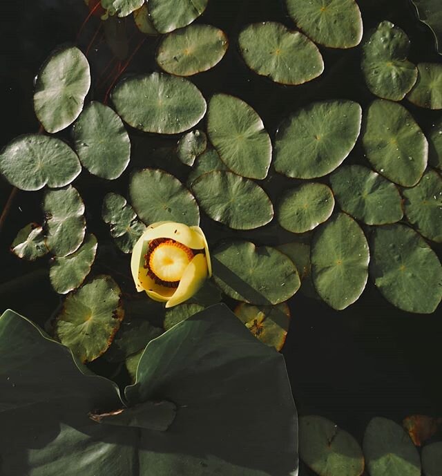 Pretty Lily pads 
#greenlake #lilypad #kayaklove #kayaking #kayakingadventures #kayaklife