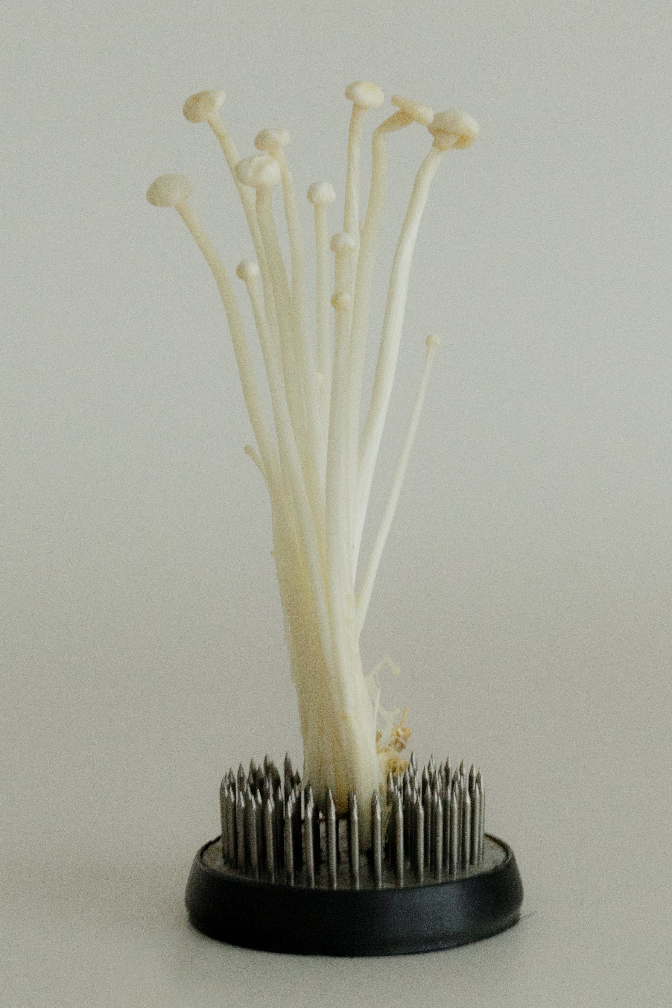 mushroom-14.jpg
