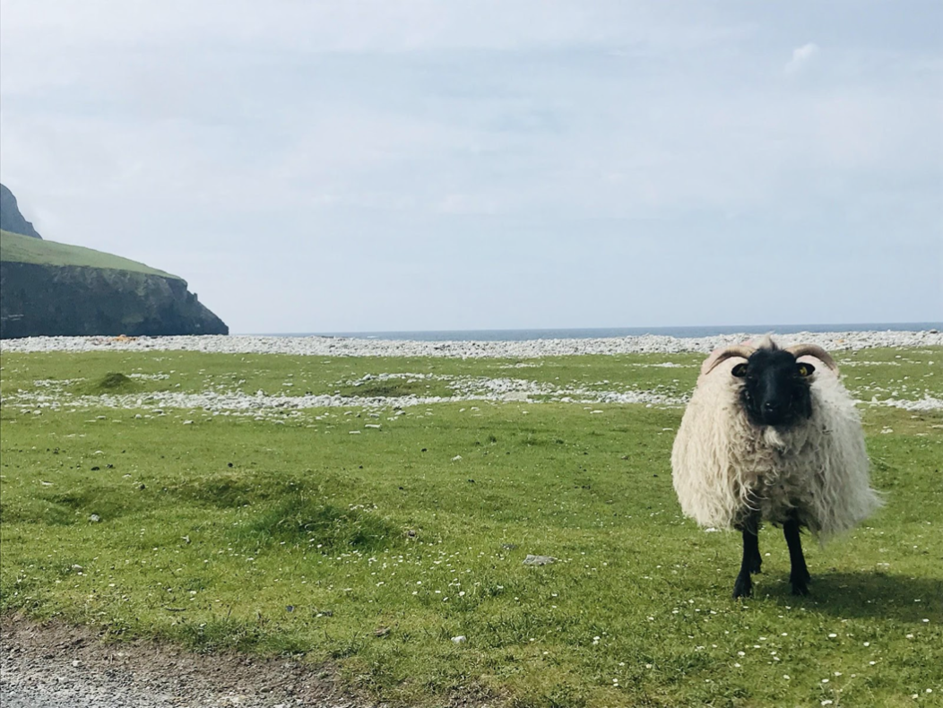 Achill sheep.png