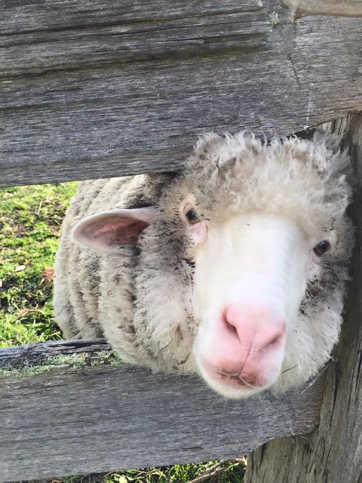 Stuart the sheep.