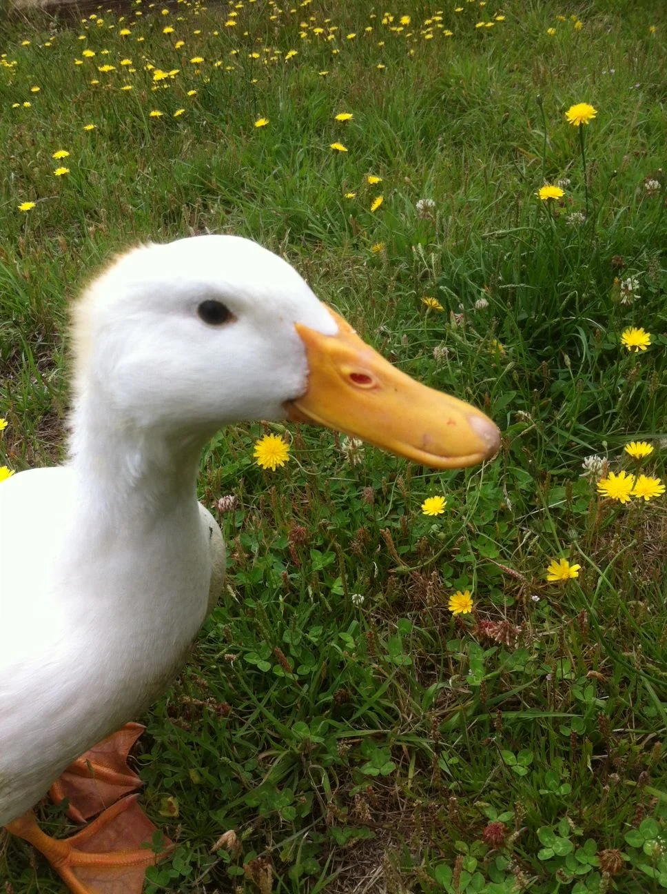 Lucky Duck. Very cheeky. Very bossy.