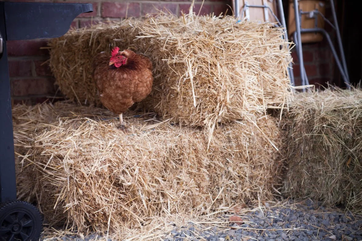 Chooks and ducks provide breakfast