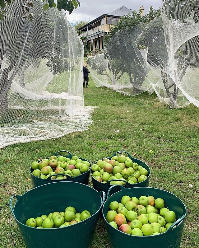 Another 70kg of apples from the orchard this afternoon, plus a couple of hazelnuts! #stantonfarmhouse #orchard #cidermaking #derwentvalleytasmania #newnorfolk