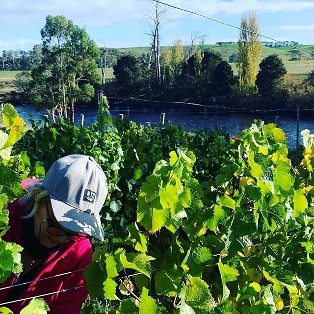 Our family were lucky to be able to help a friend pick his vineyard the other day. It was a late pick this year with the leaves well and truly showing their autumn colours which made the gorgeous black Pinot noir grapes stand out for easier picking. 