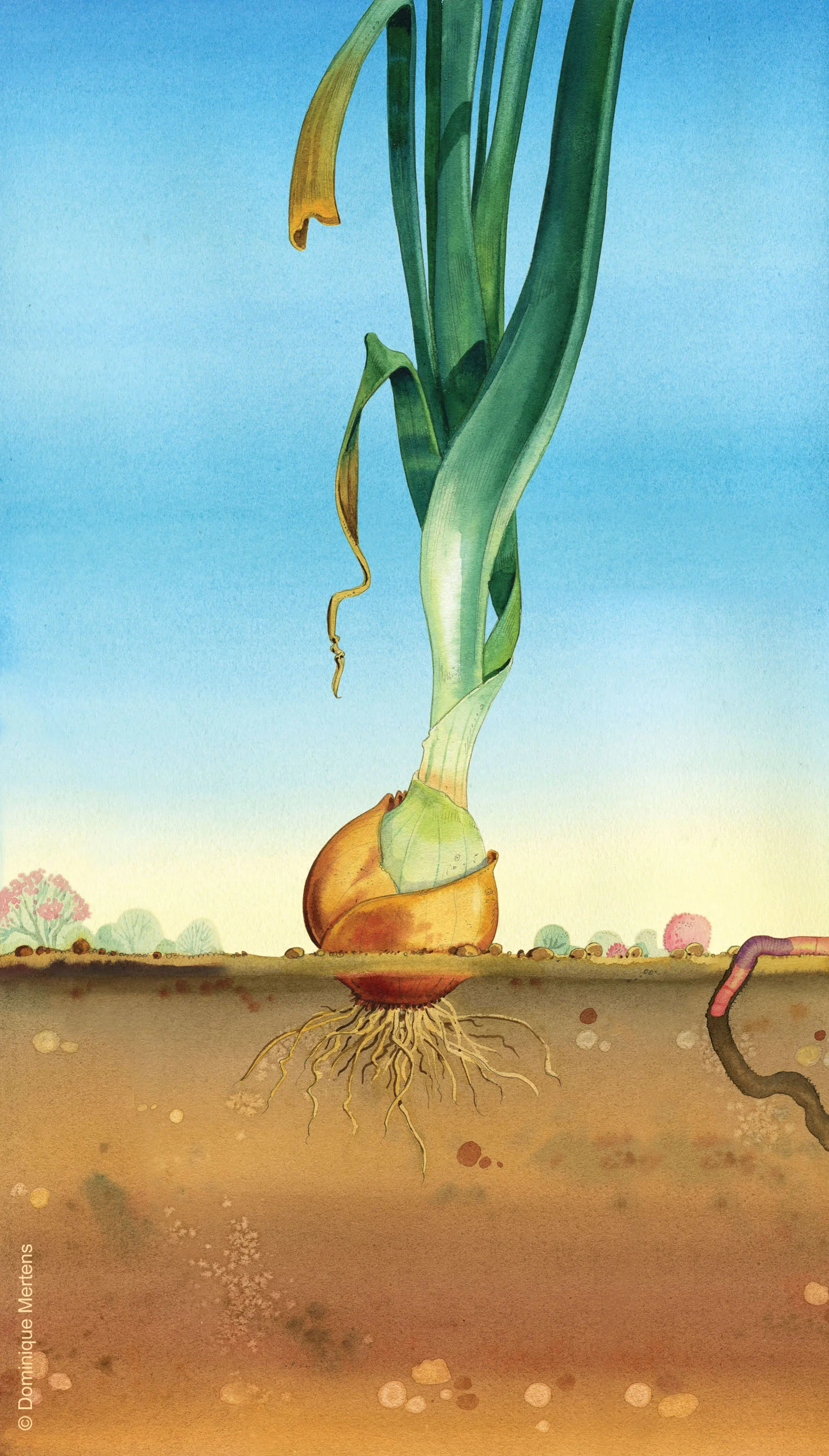 légume 05.jpg