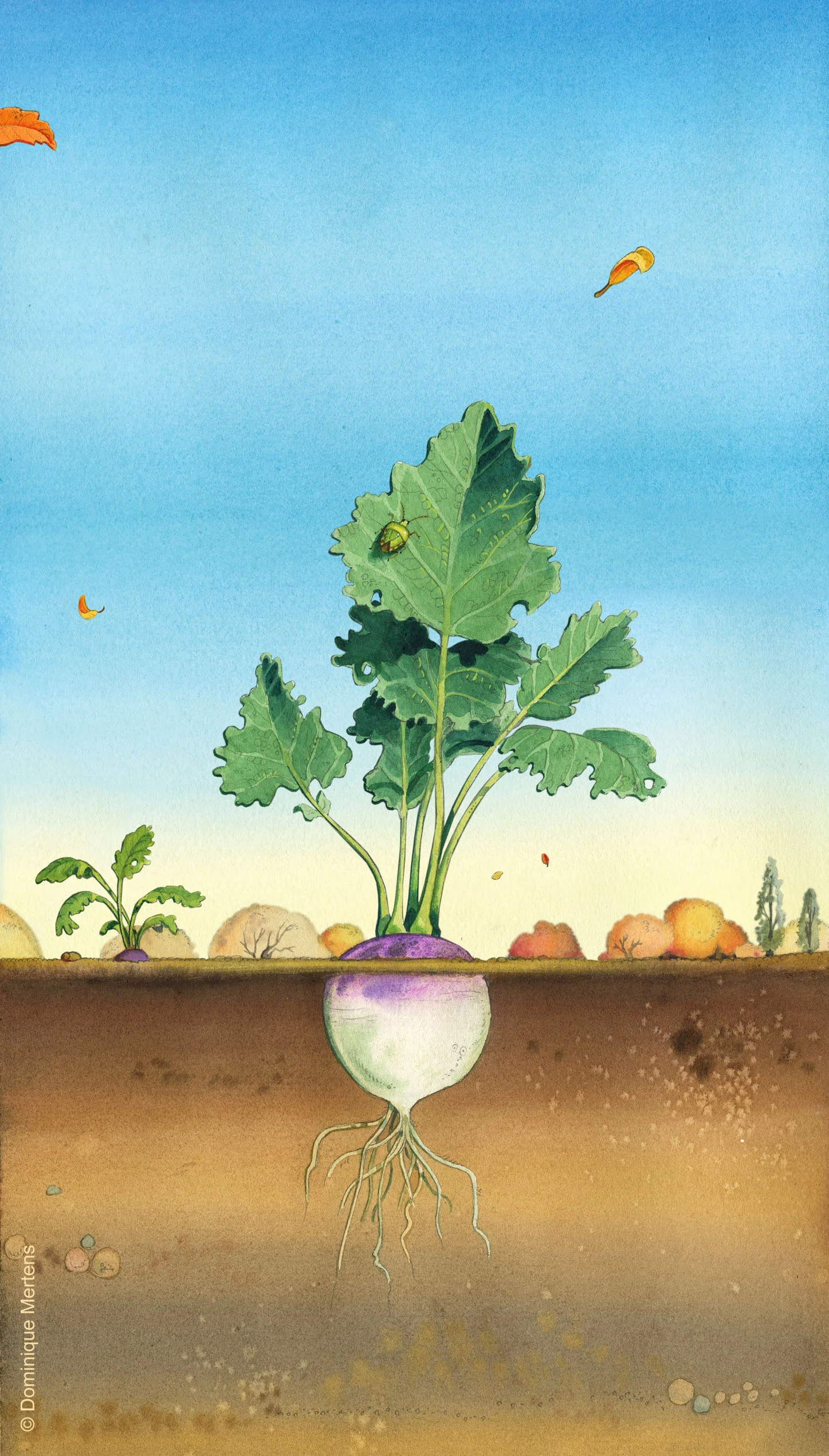 légume 07.jpg