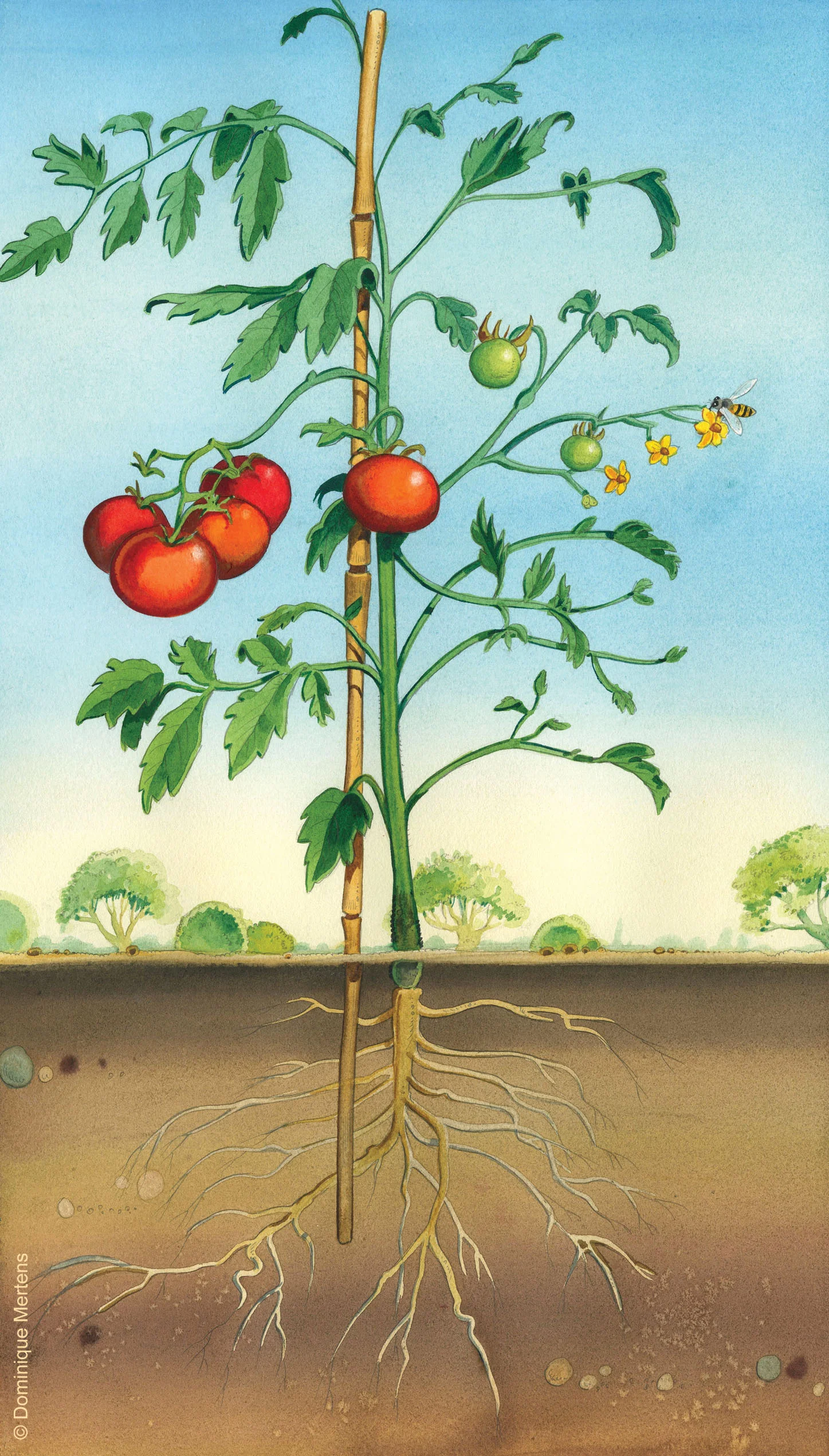 légume 10.jpg