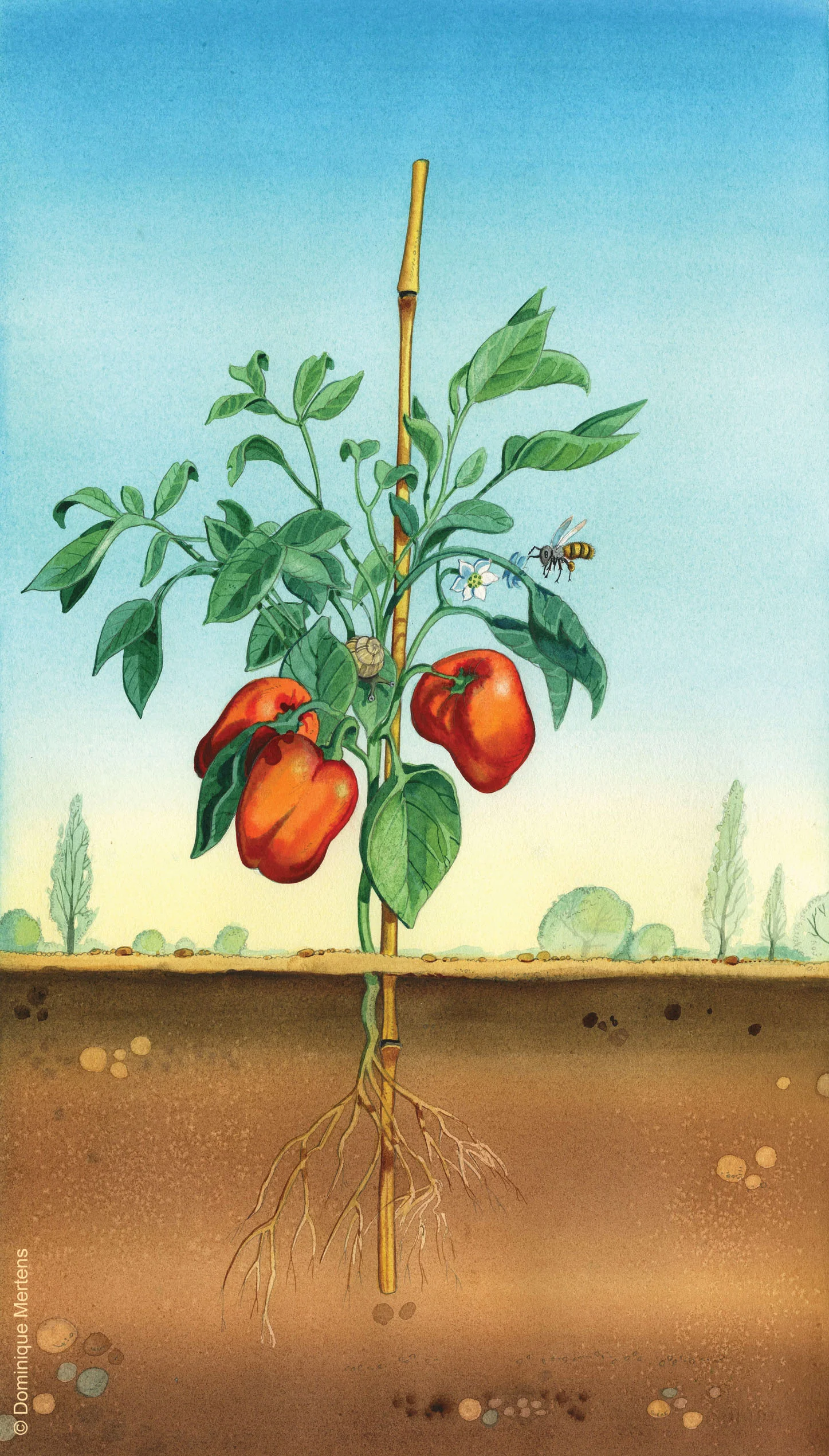 légume 11.jpg