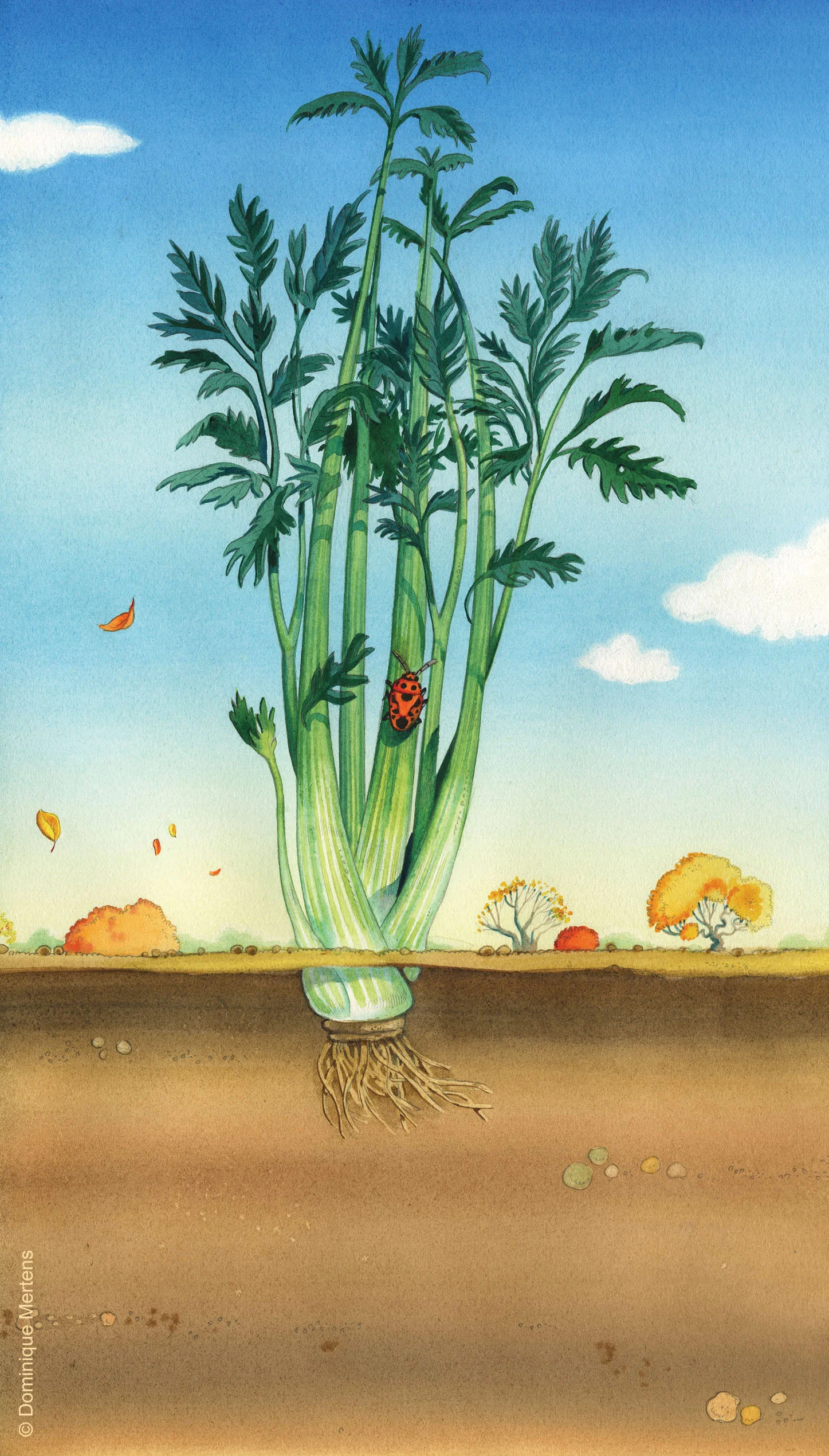 légume 15.jpg