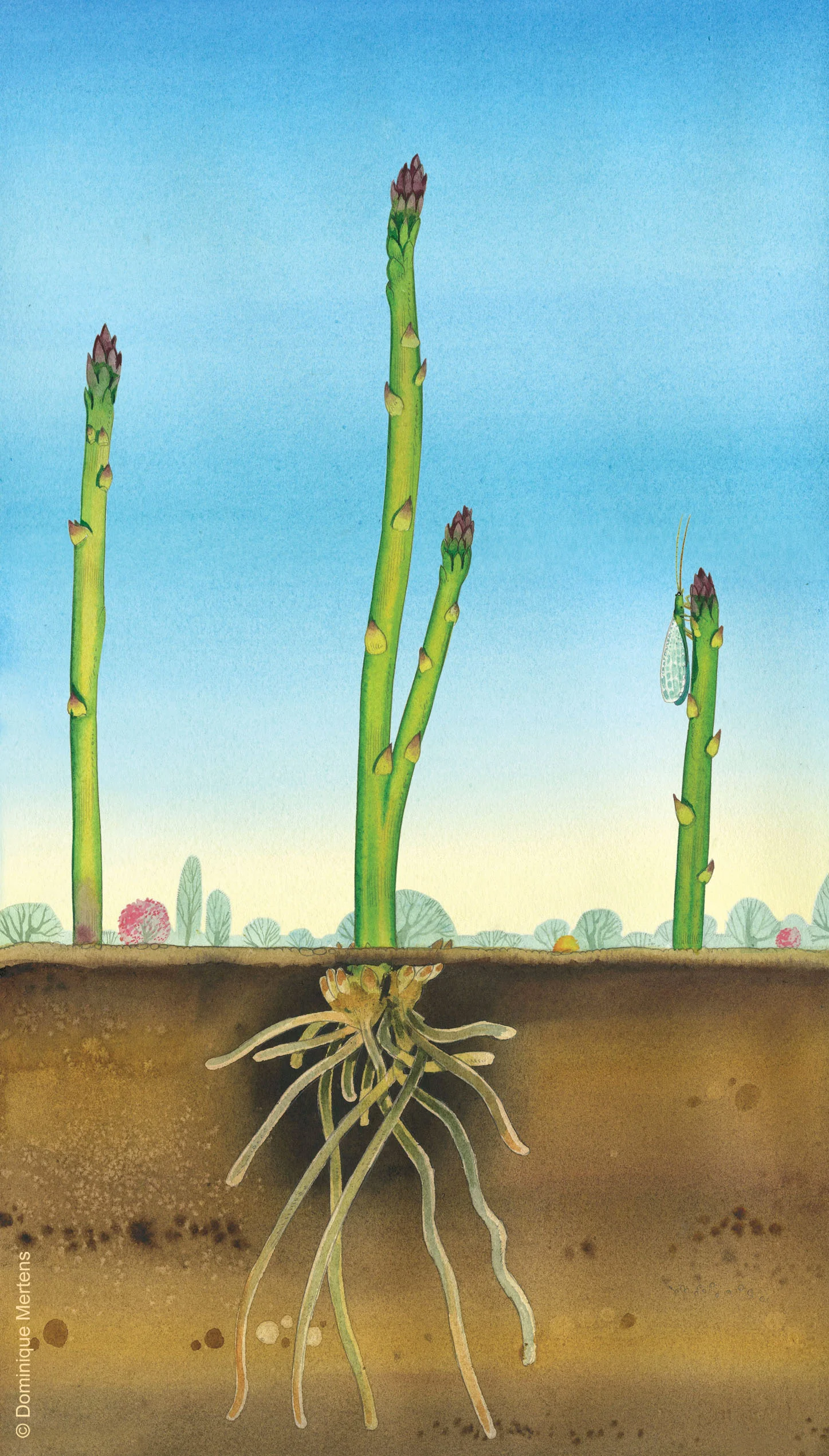 légume 16.jpg