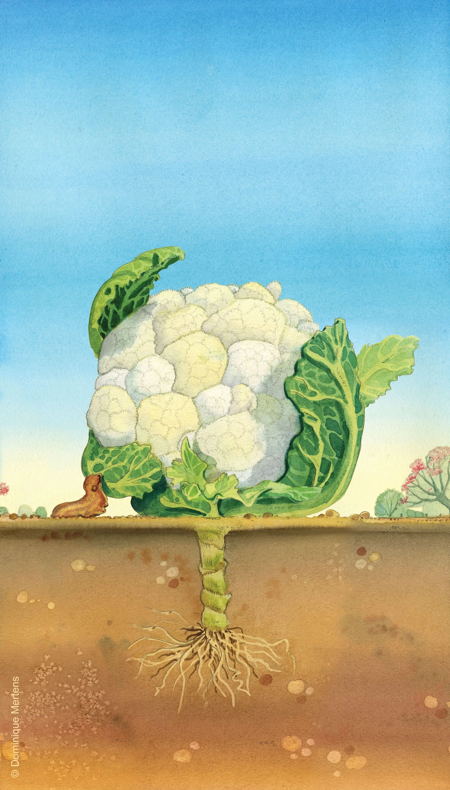 légume 19.jpg