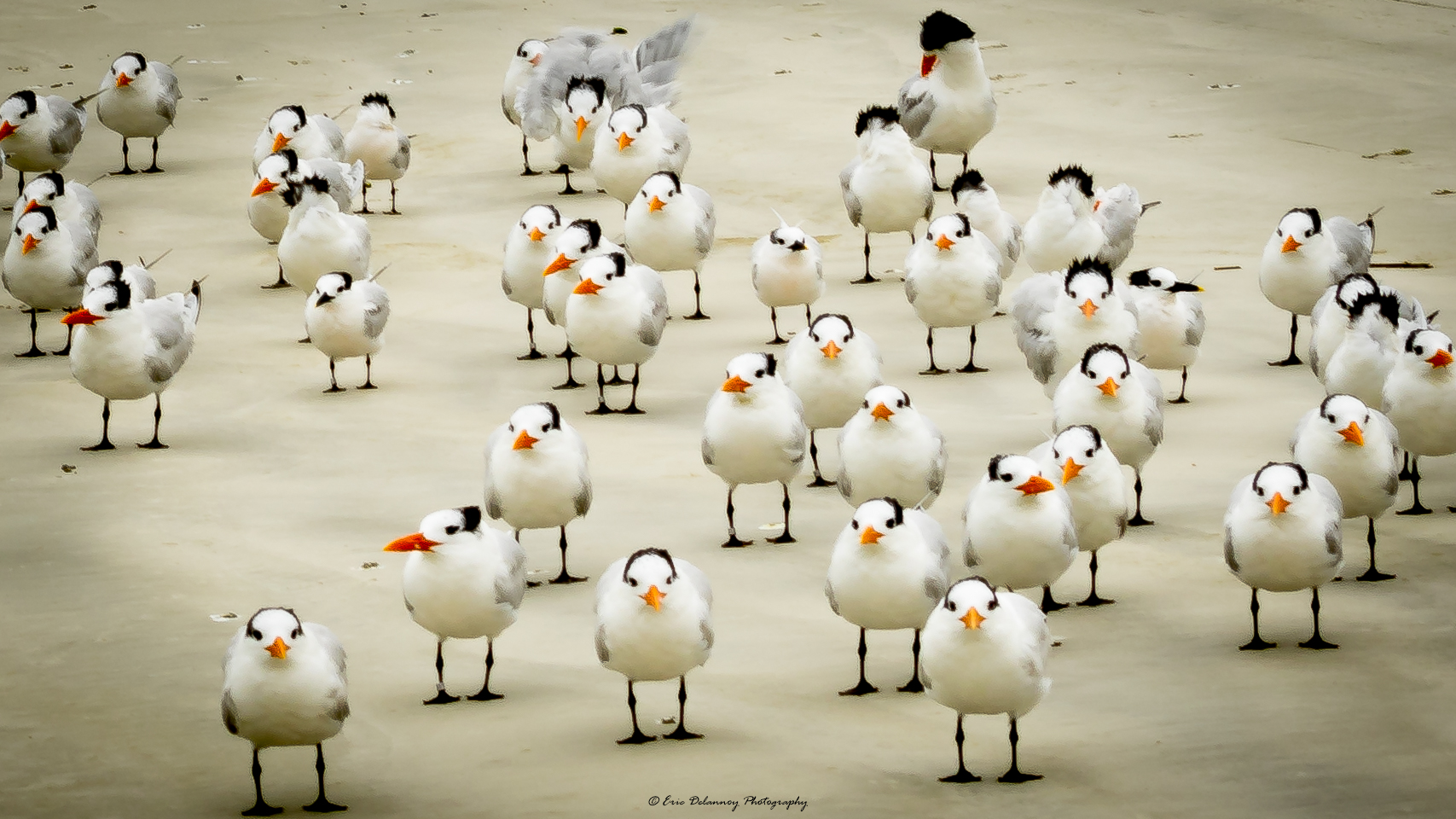 fla dec 2016-7524.JPG