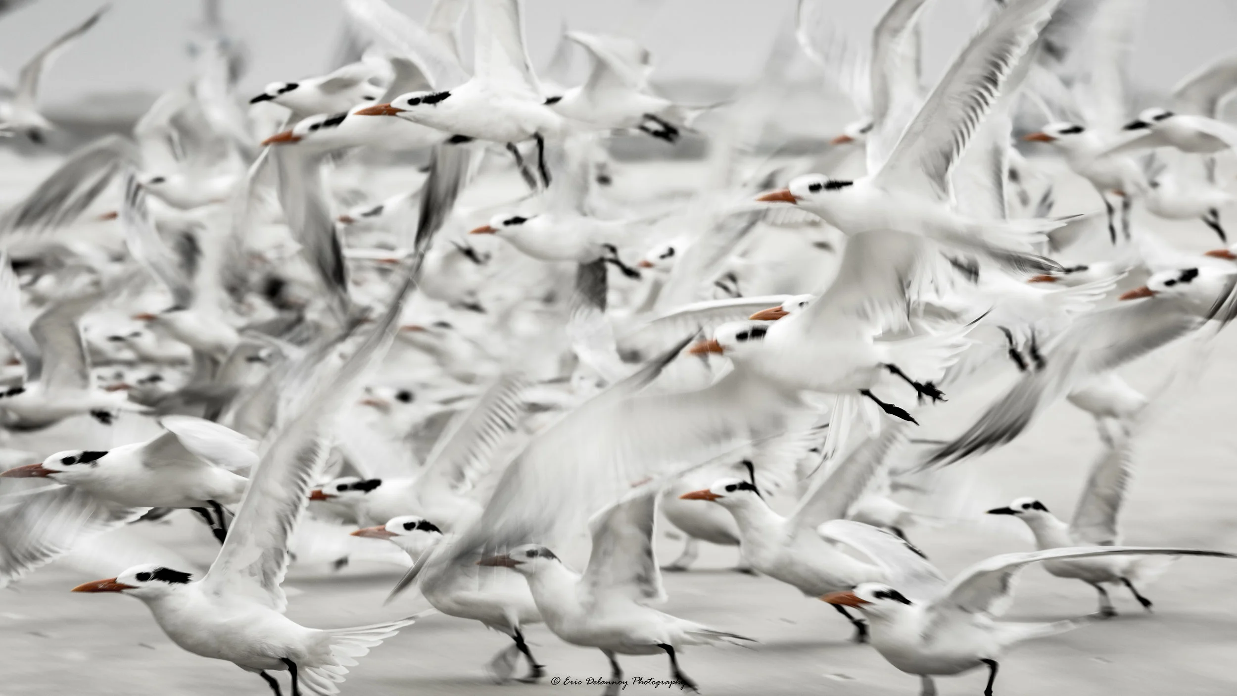 fla dec 2016-7547.JPG