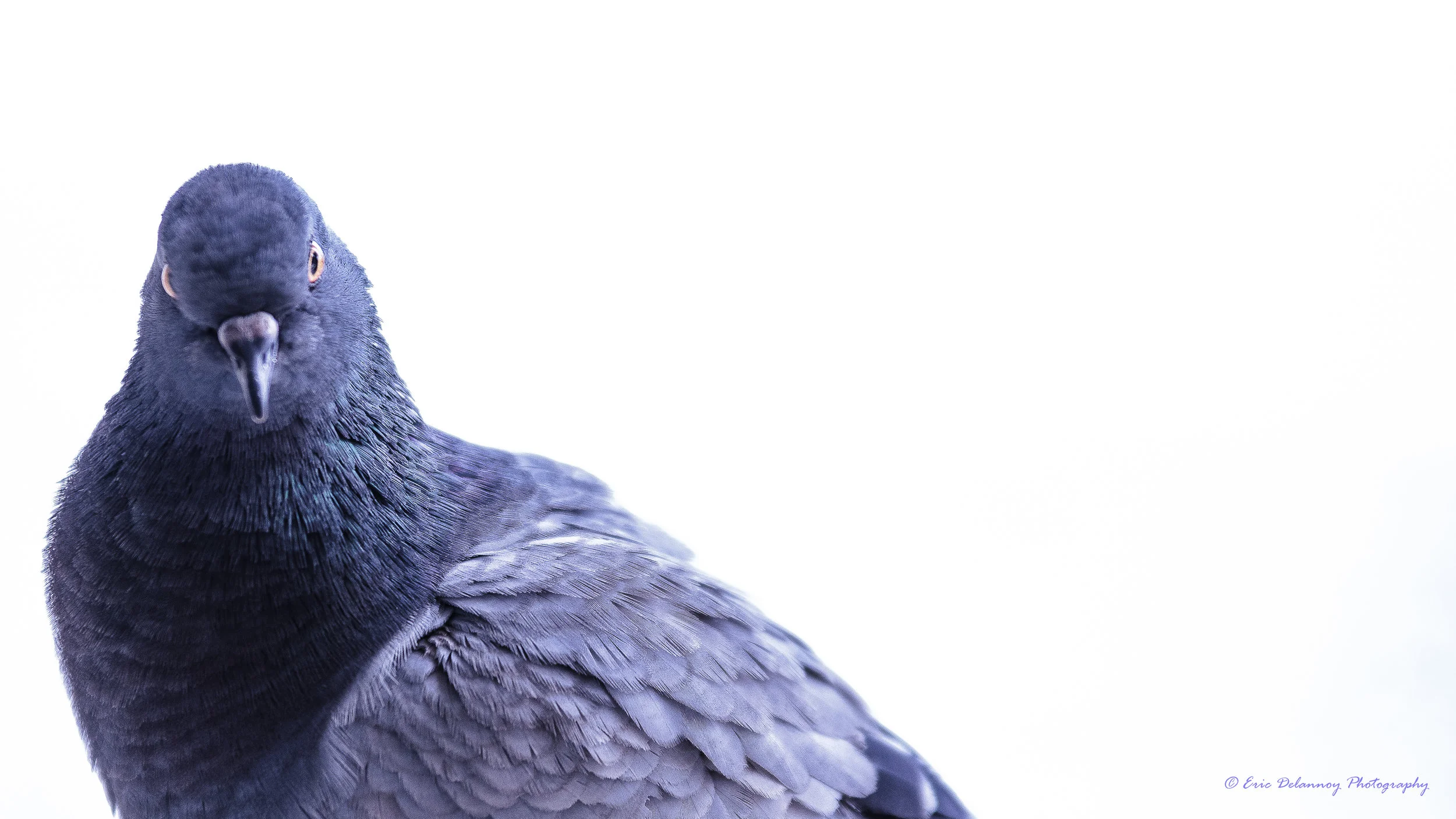 pigeon1-7162.JPG