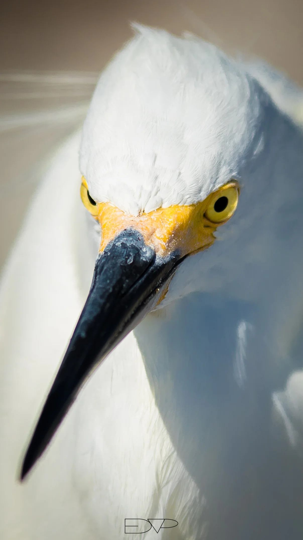 Ponce Inlet-5015.JPG