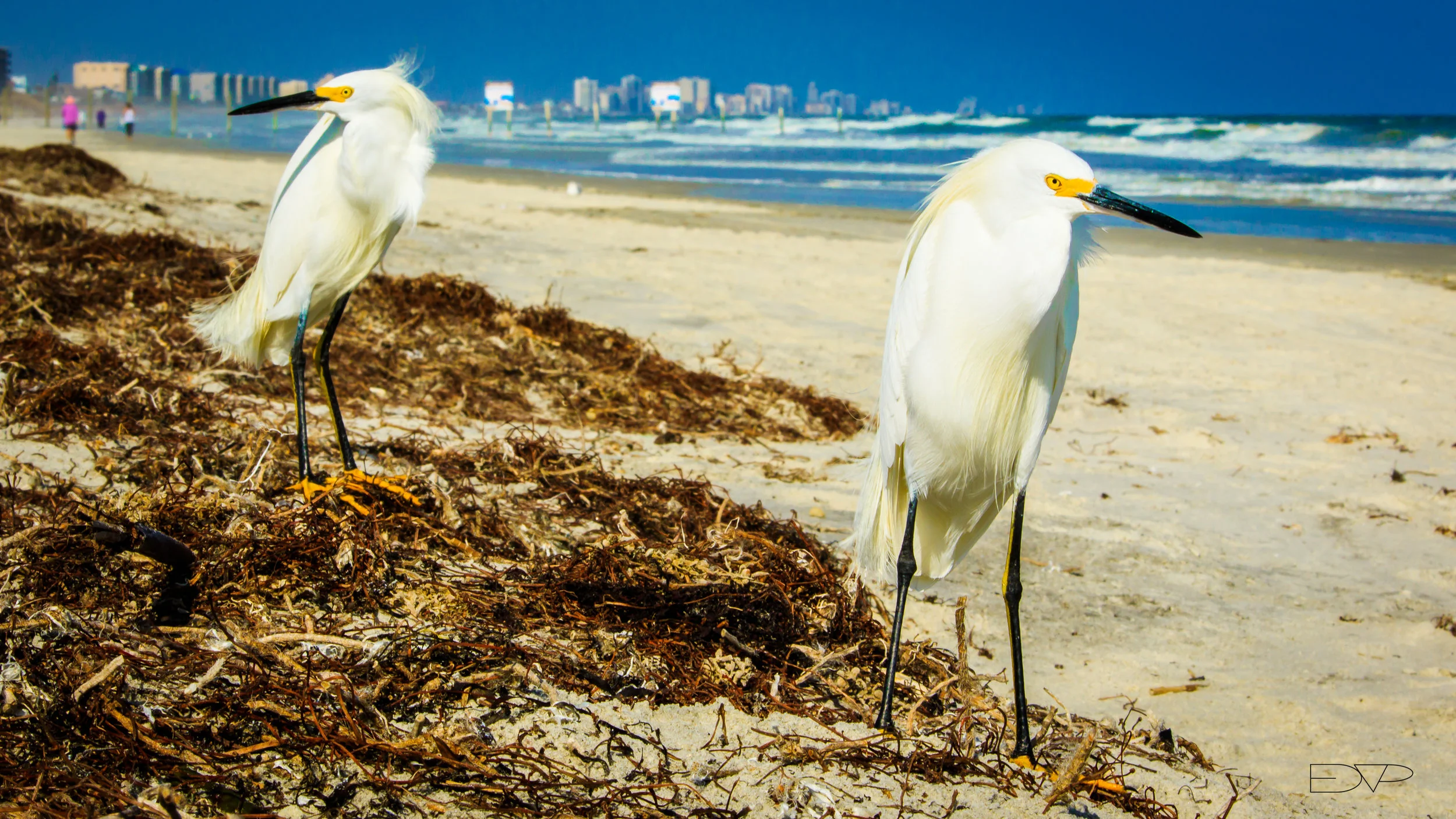 Ponce Inlet-5036.JPG