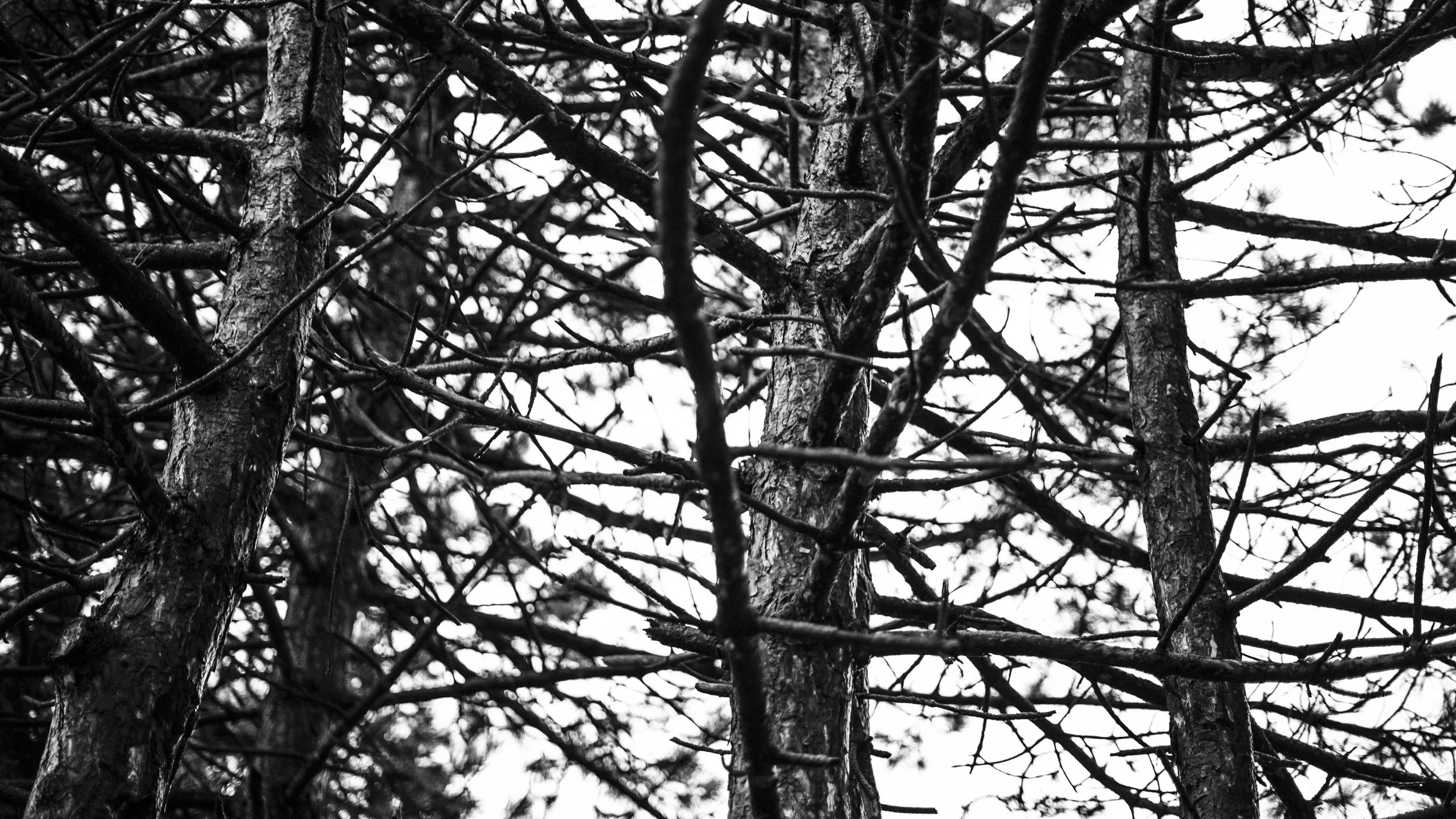 Trees