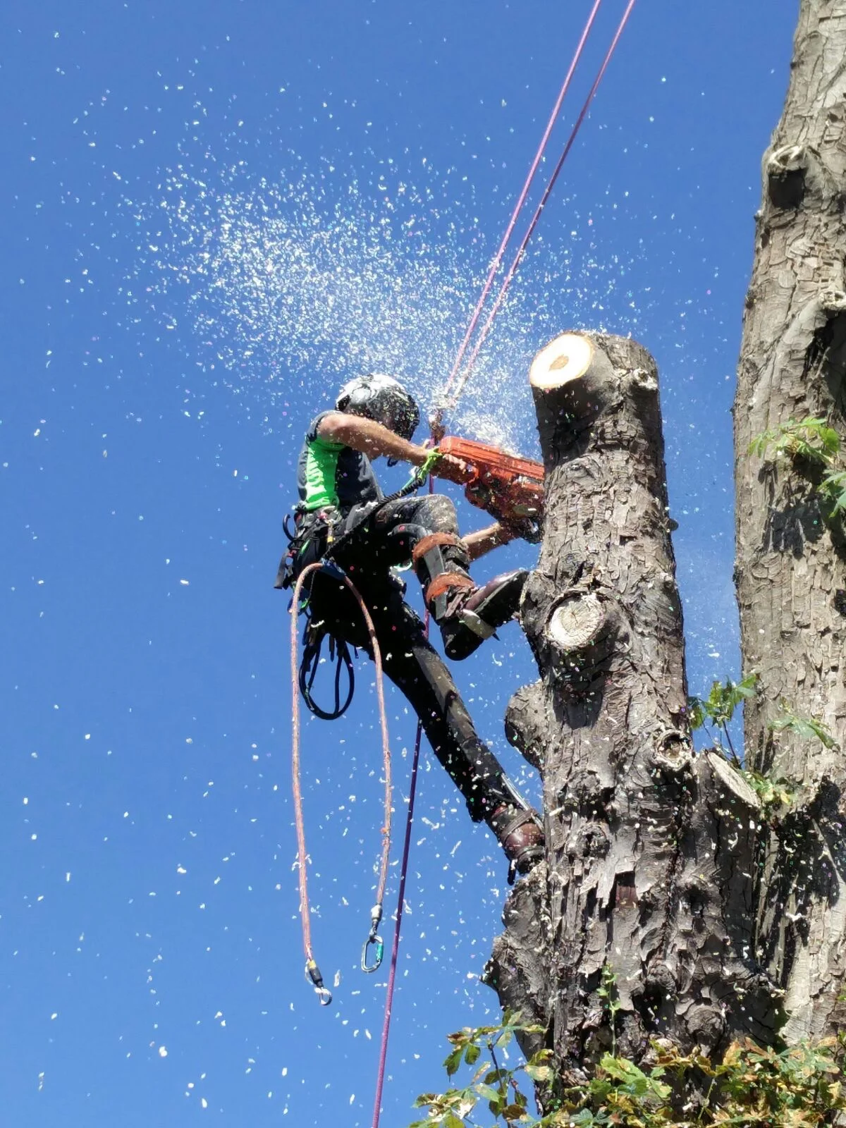 Tree Felling & Dismantling — Hampshire Heartwood Tree Surgeons - We ...