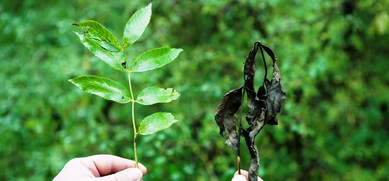 ash_dieback_leaves.jpg