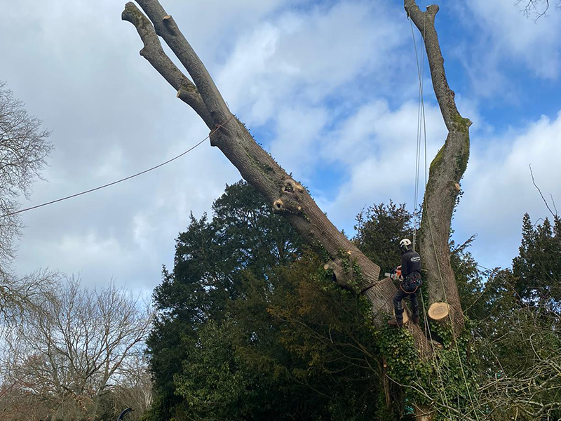 _0012_tree_felling_hampshire_heartwood_3.png