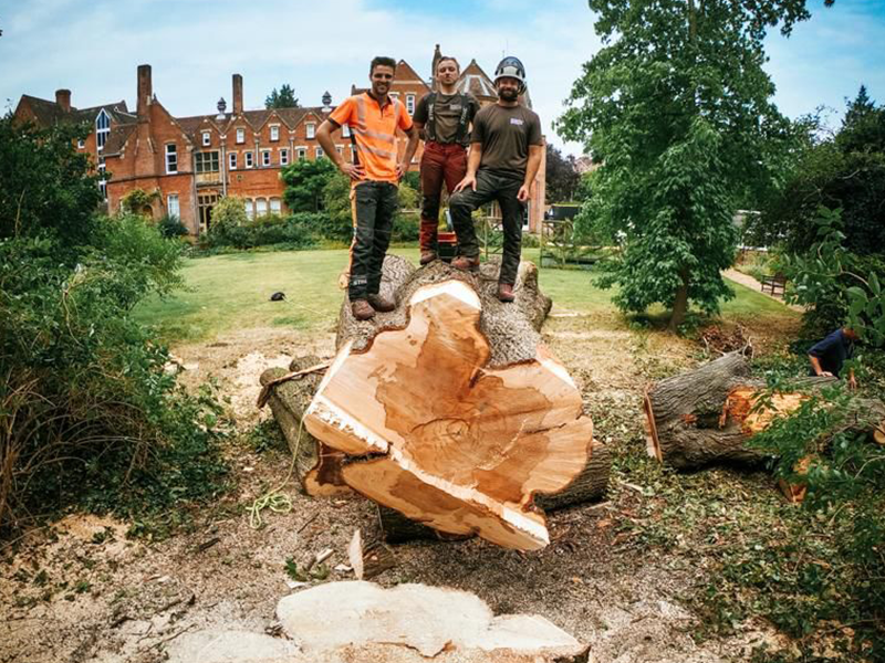 _0014_tree_felling_hampshire_heartwood.png