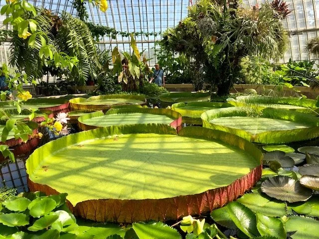 Bergianska Trädgården