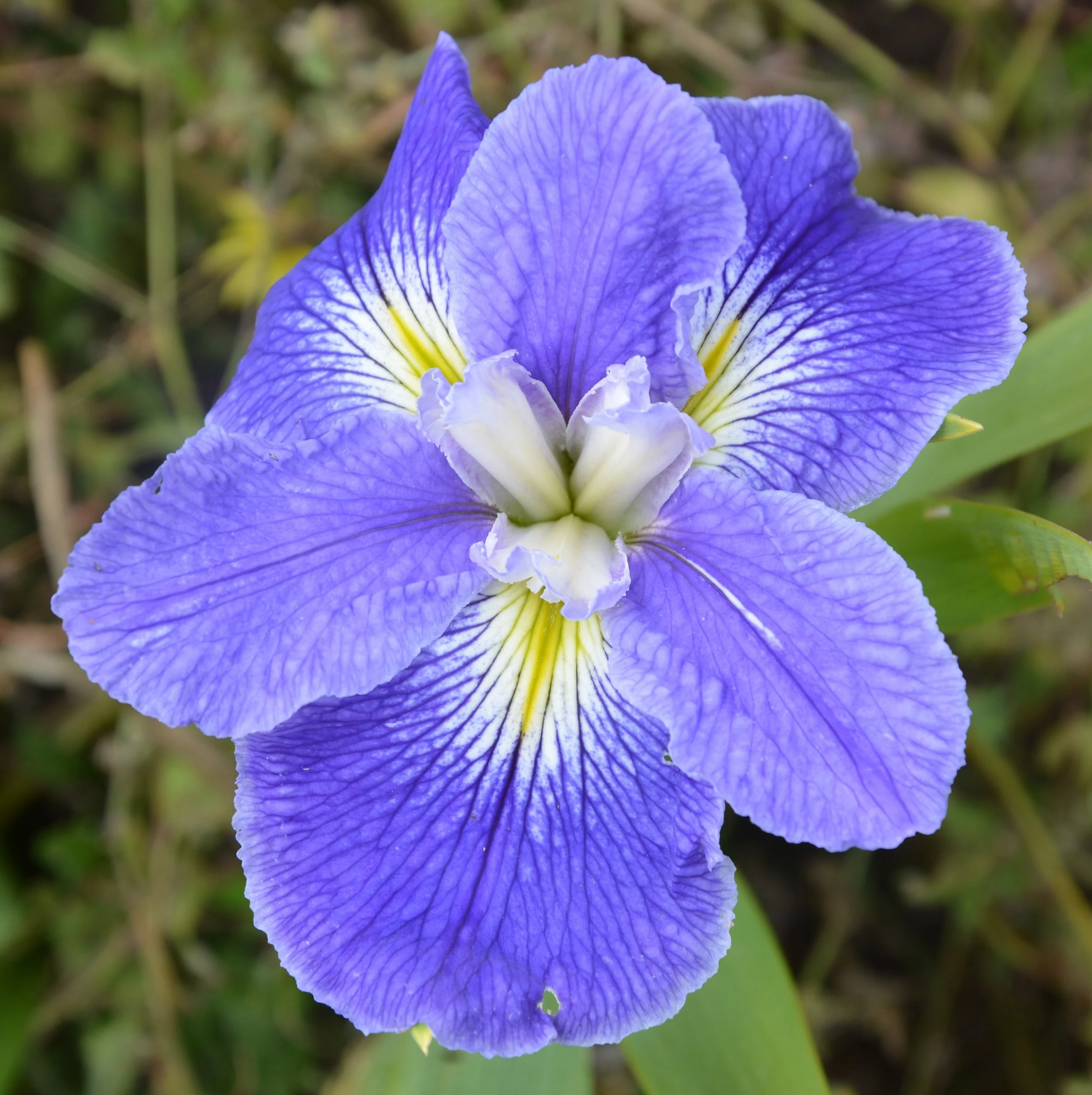 Phoenix Park (7).JPG