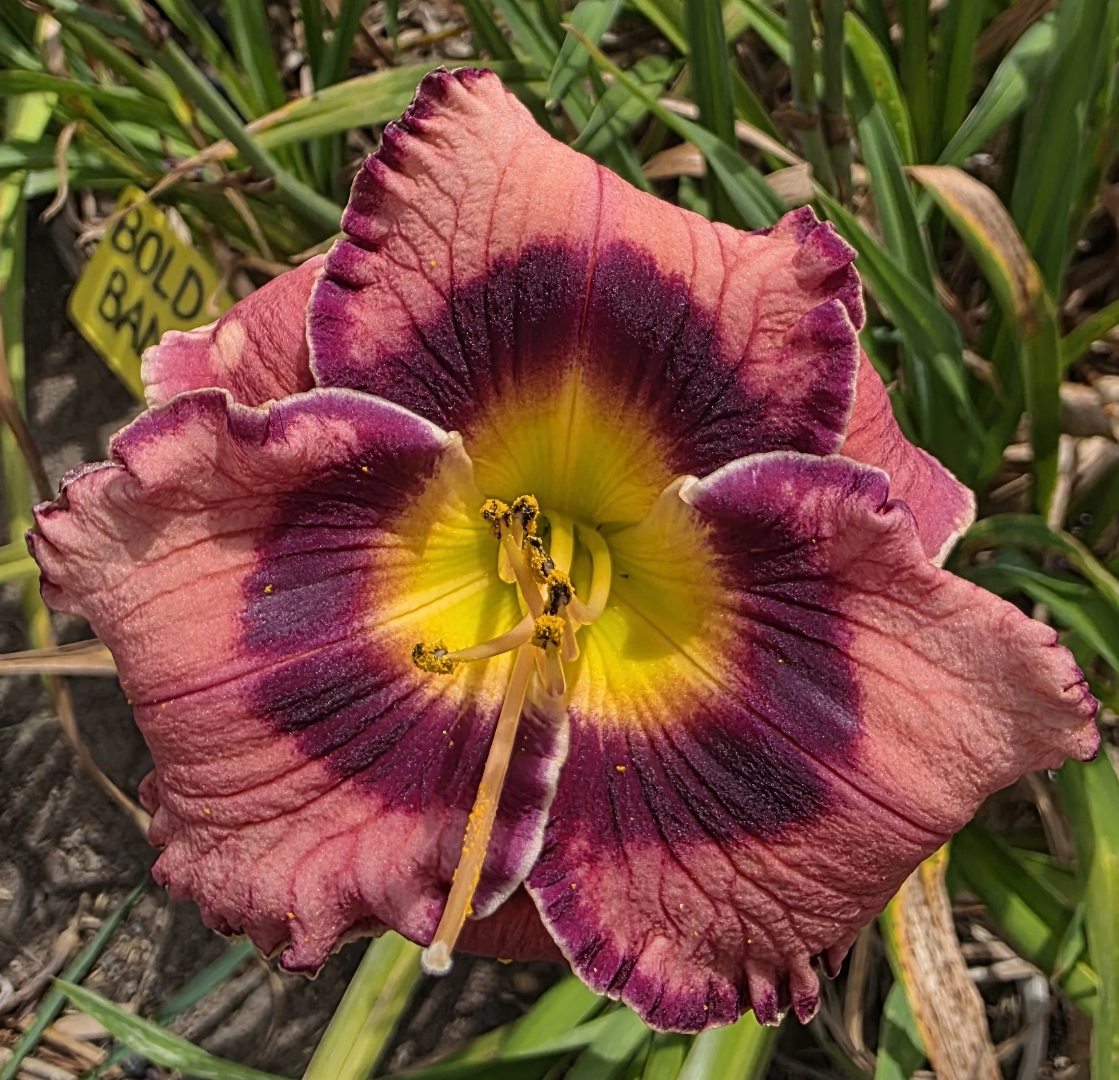 Bold and Banded (19).jpg