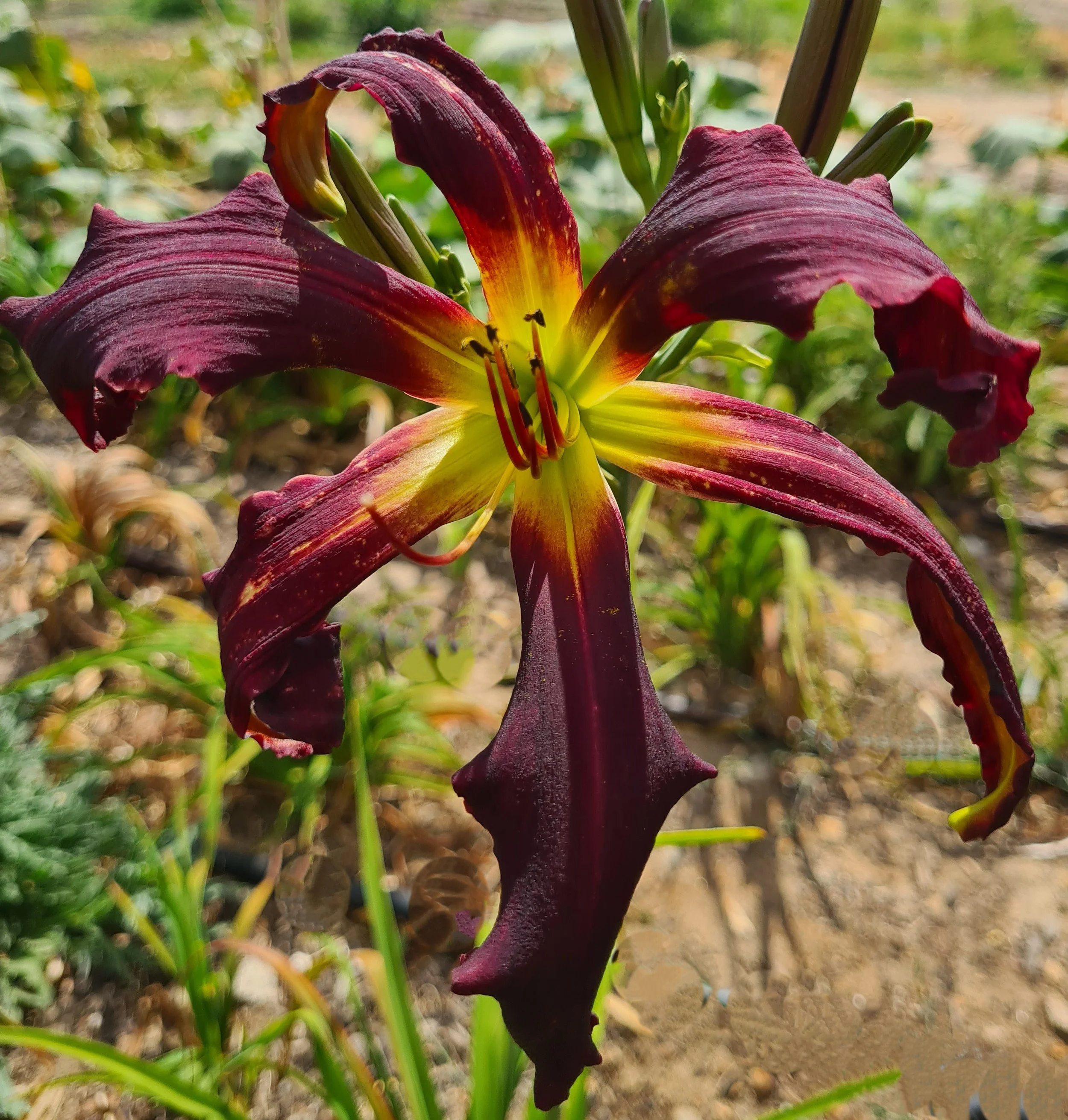 Brer Rabbits Baby (3).jpg