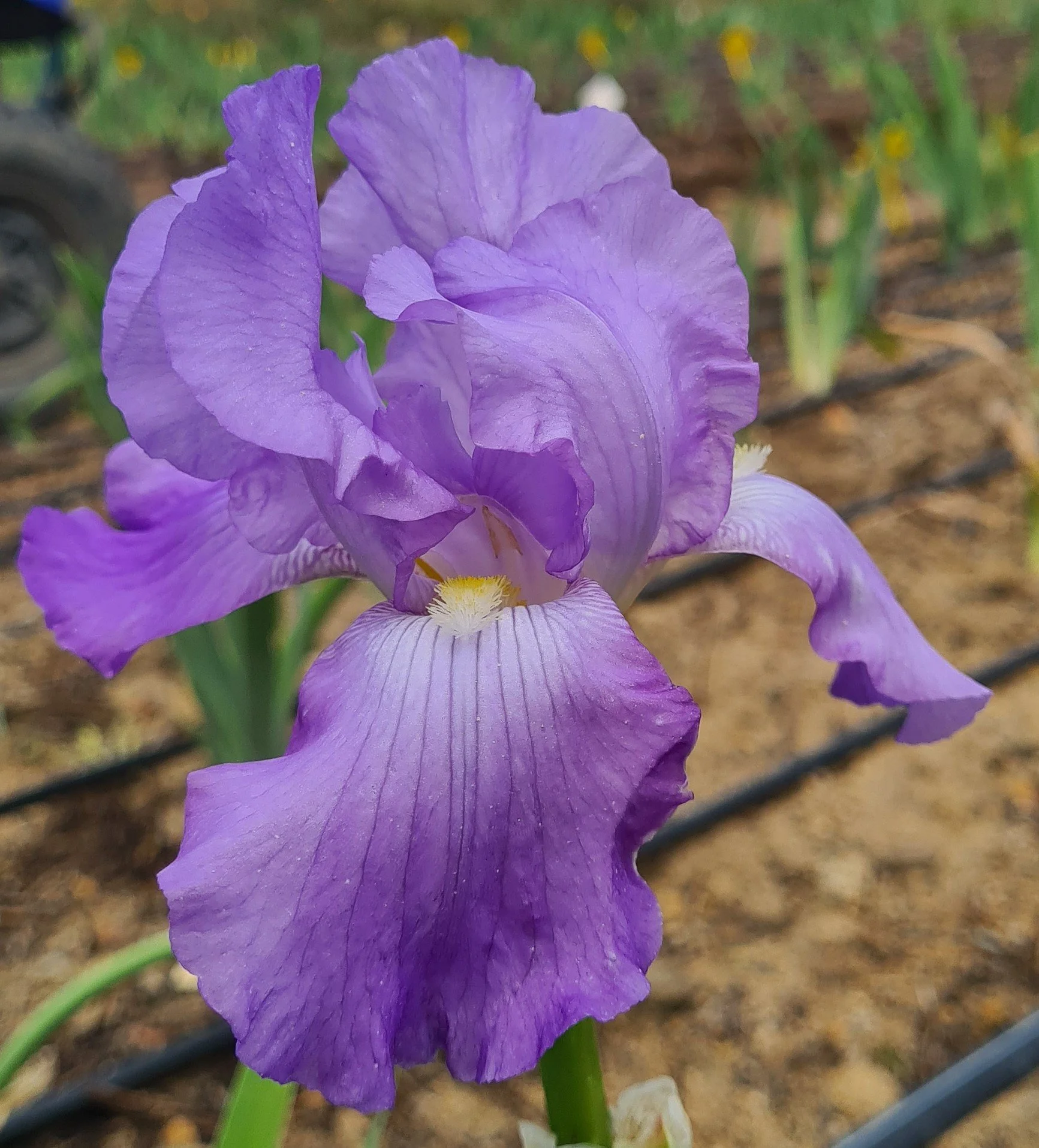 Violet Harmony (3).jpg