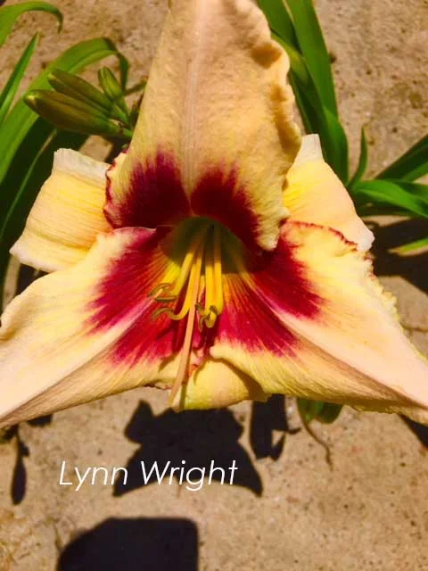 Lynn Wright.jpg