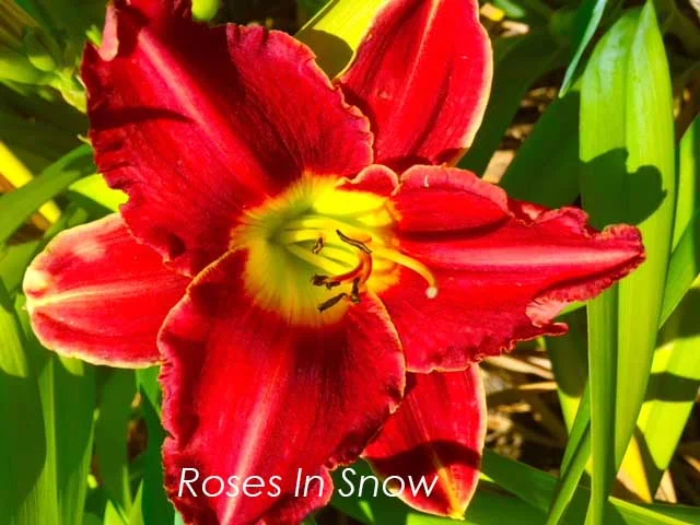 Roses In Snow.jpg