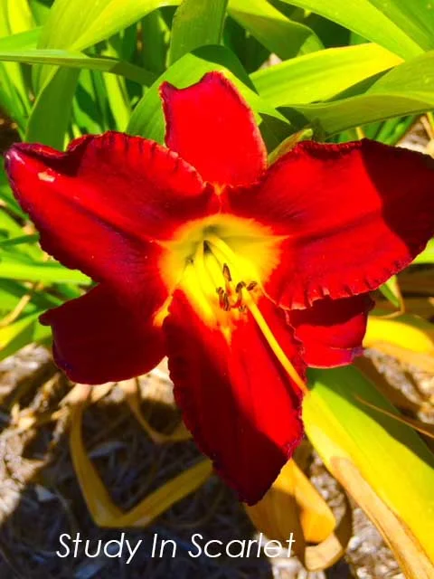 Study In Scarlet.jpg