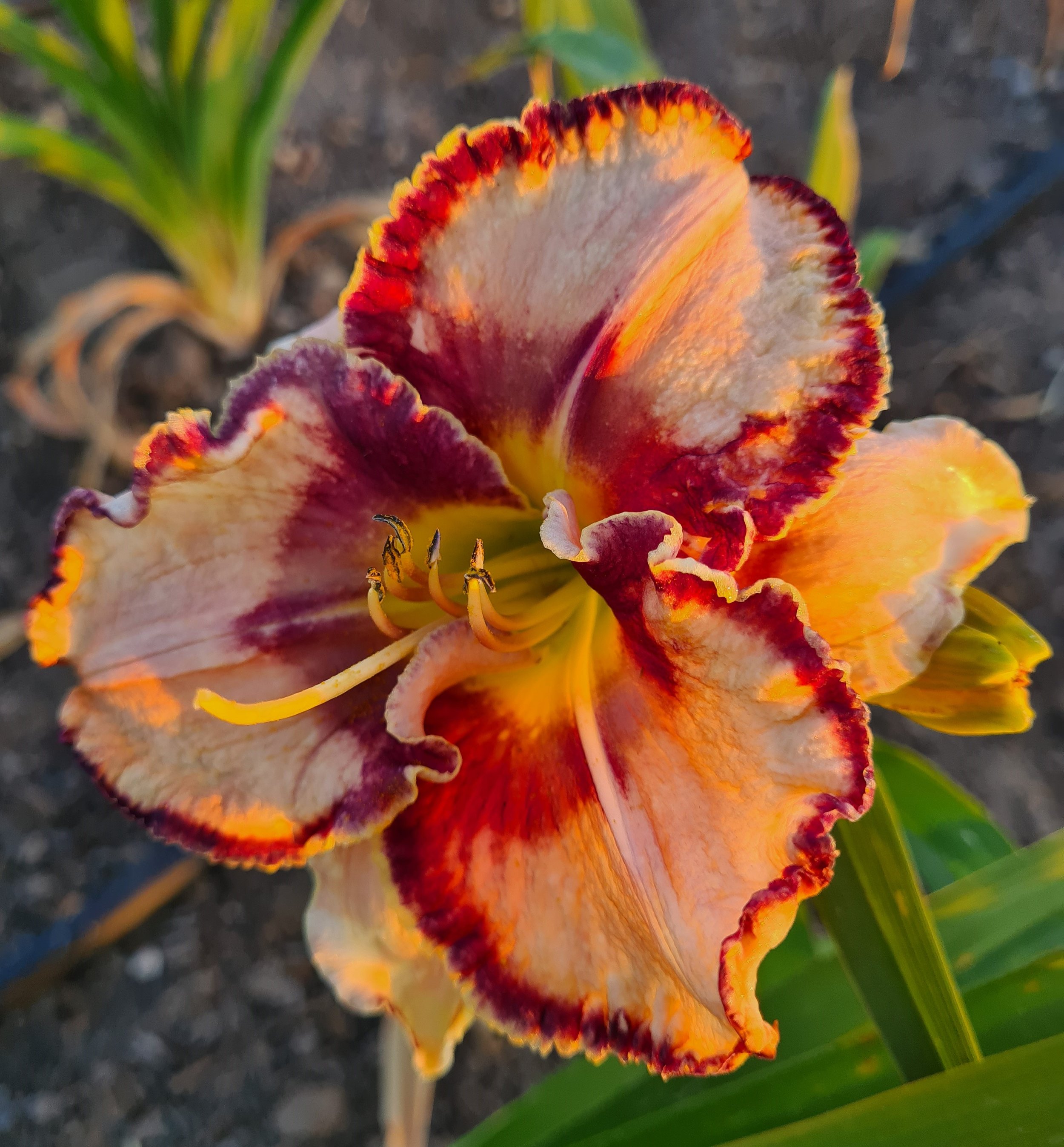 Aussie Delight (15).jpg