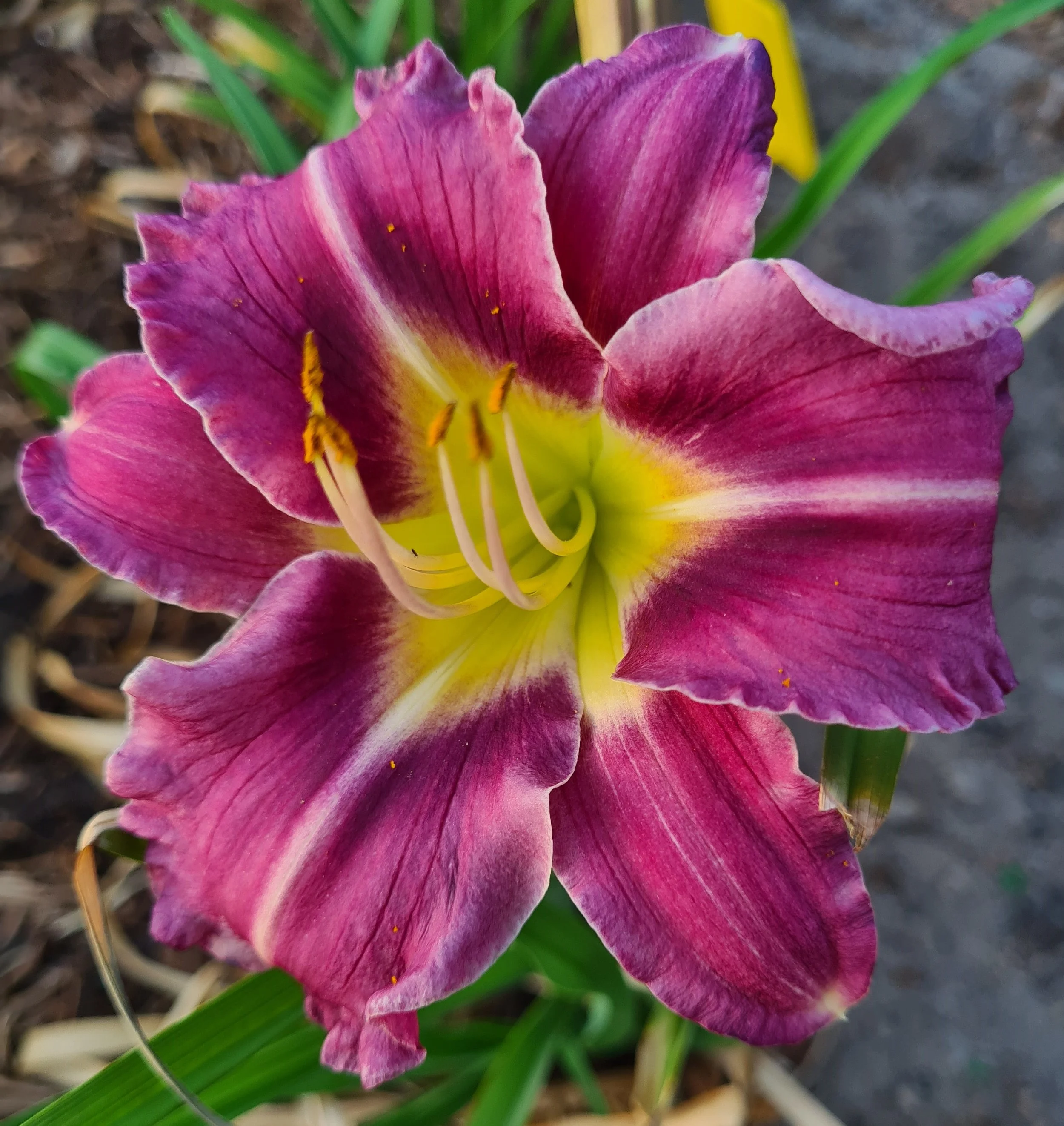 Jean Taylor (12).jpg