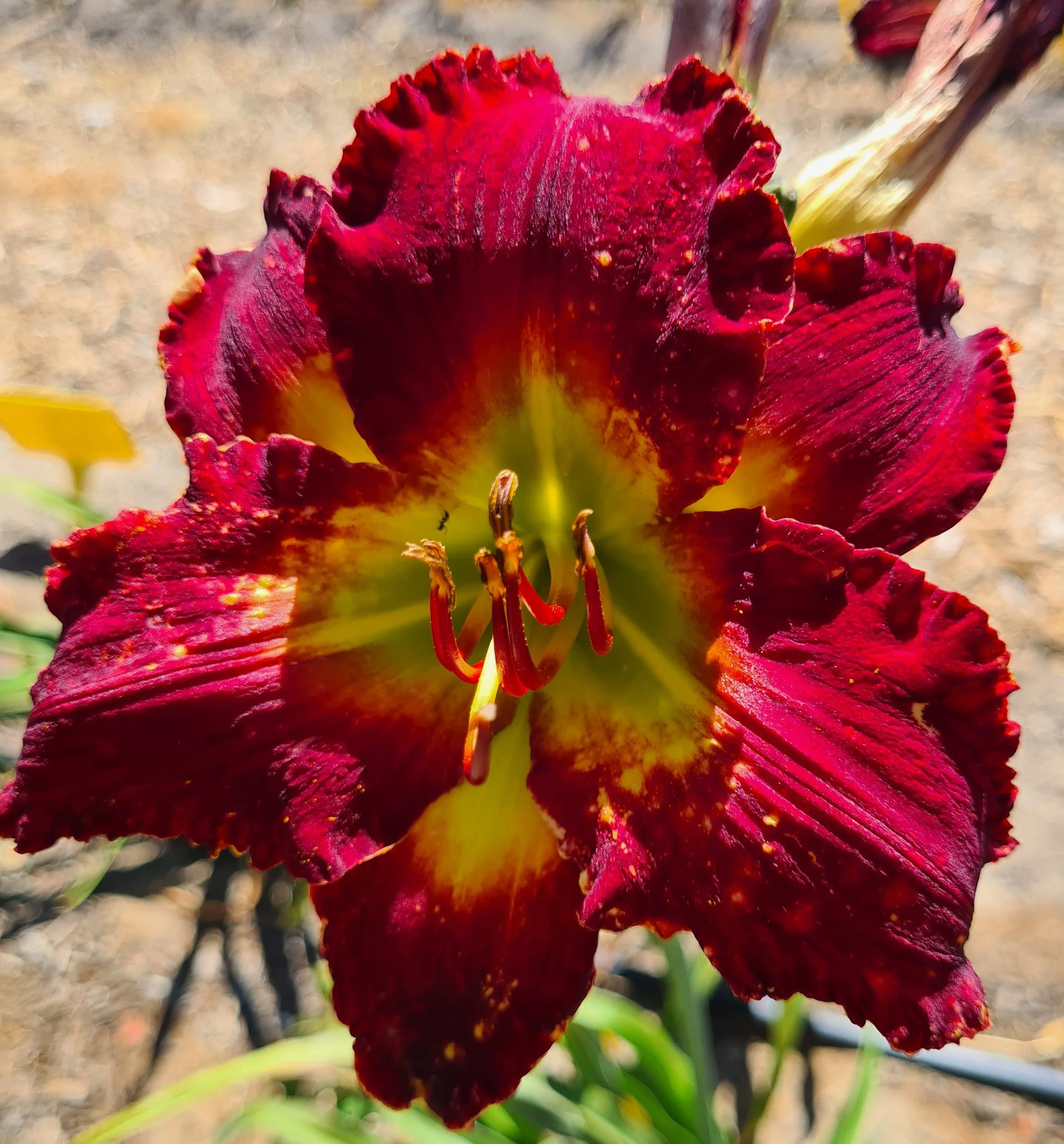 Hearts of Fire (1).jpg