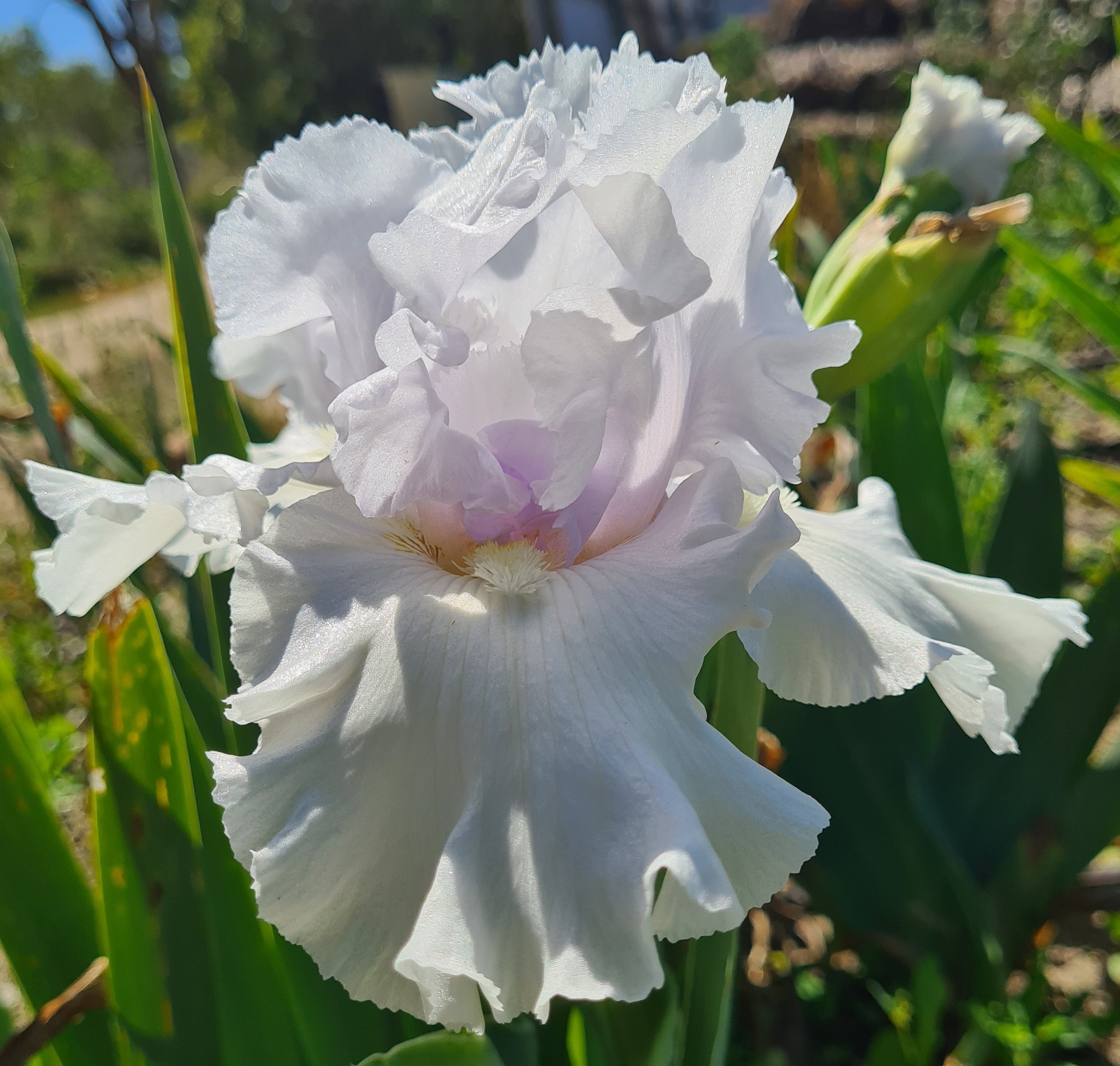 Winter in Canberra (8).jpg