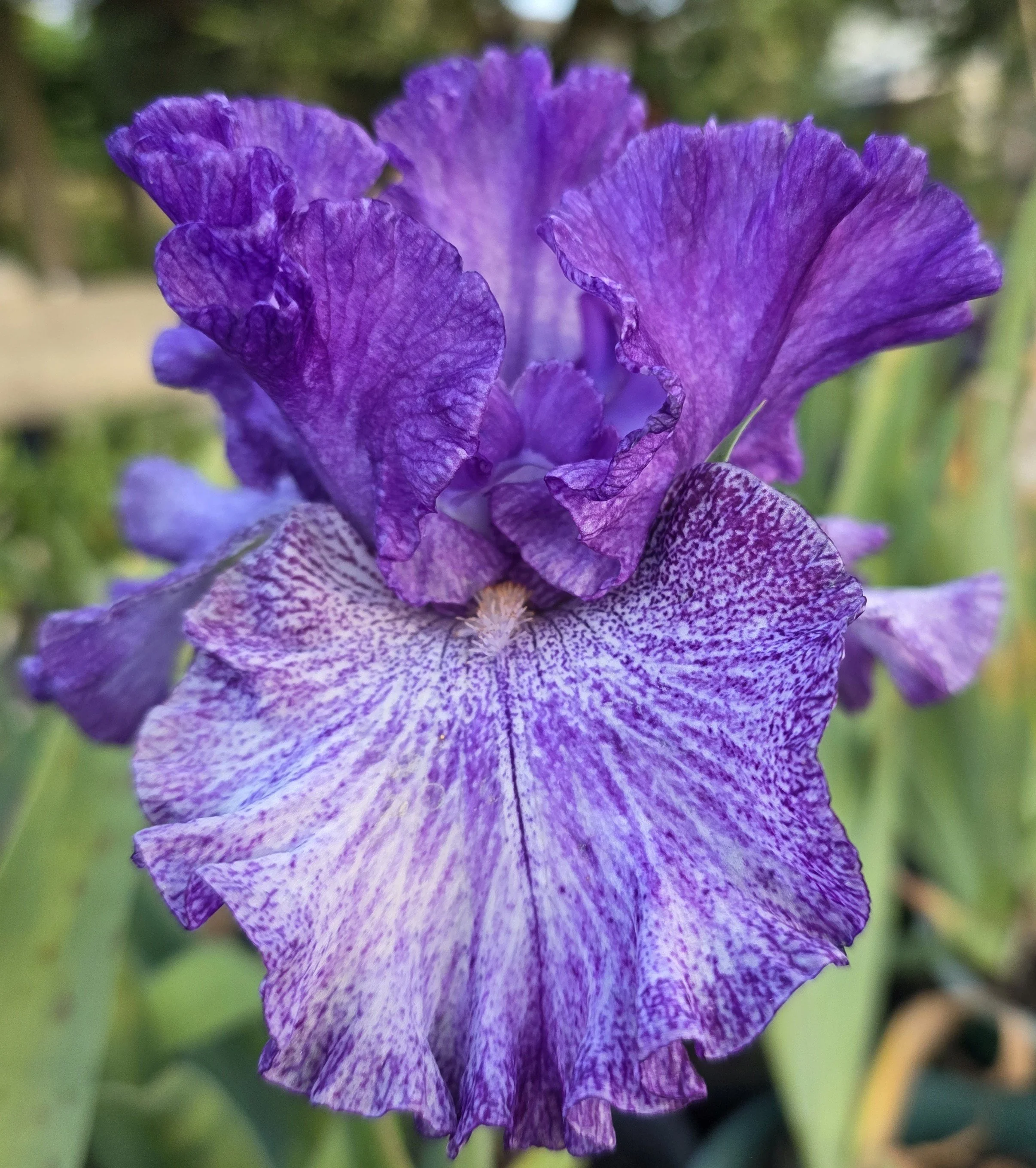 Claudia Barton Blair (19).jpg