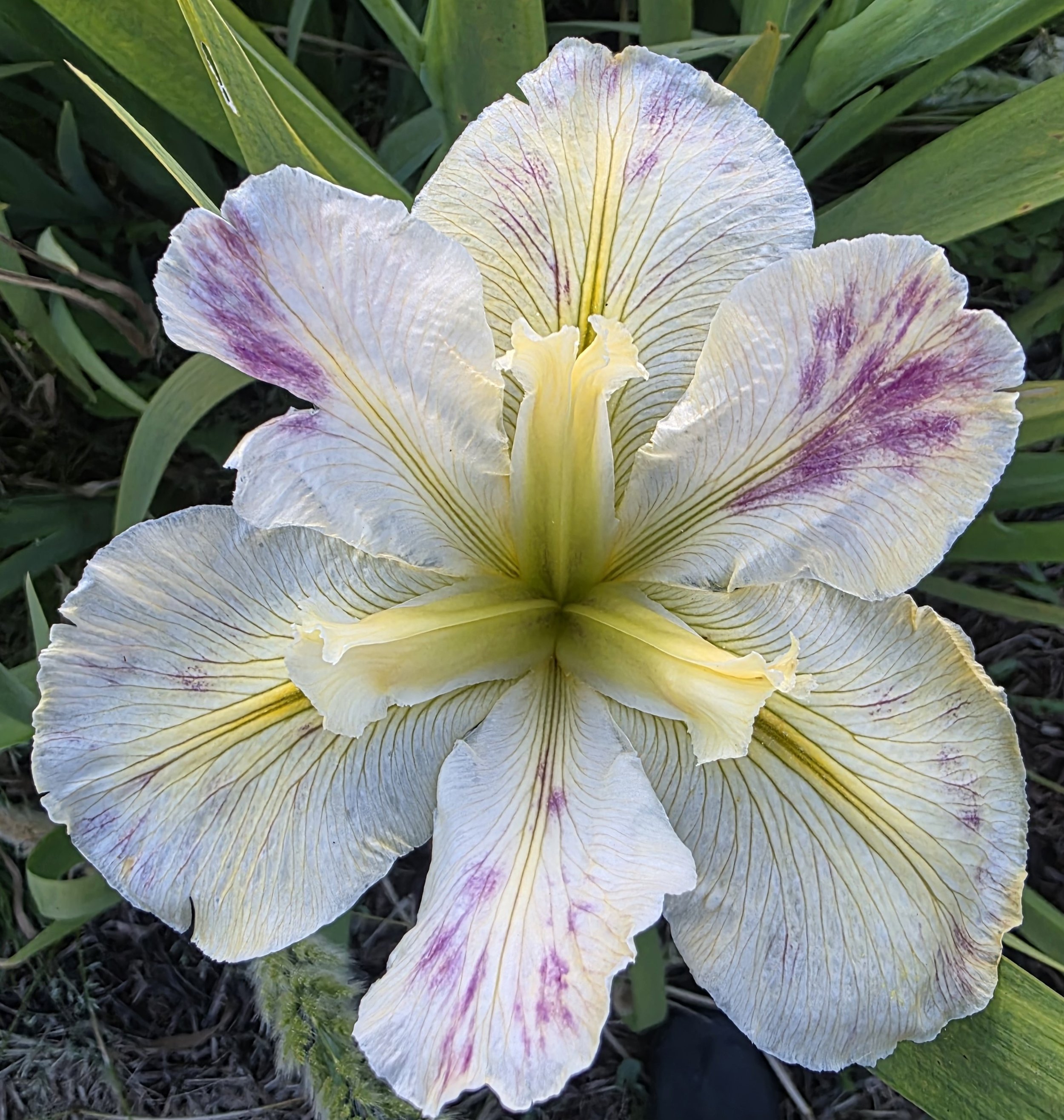 Beguiling Eyes not Splitter Splatter (2).jpg