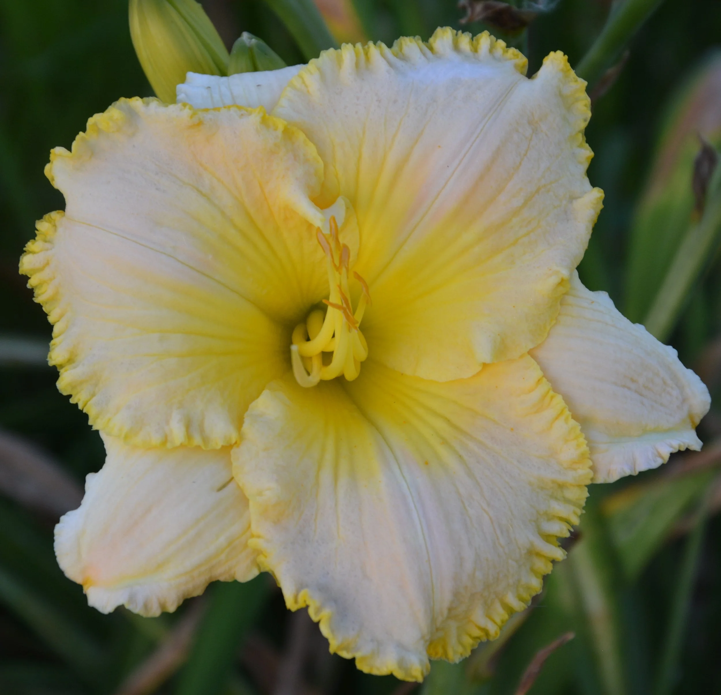 SC Scrambled (7).JPG