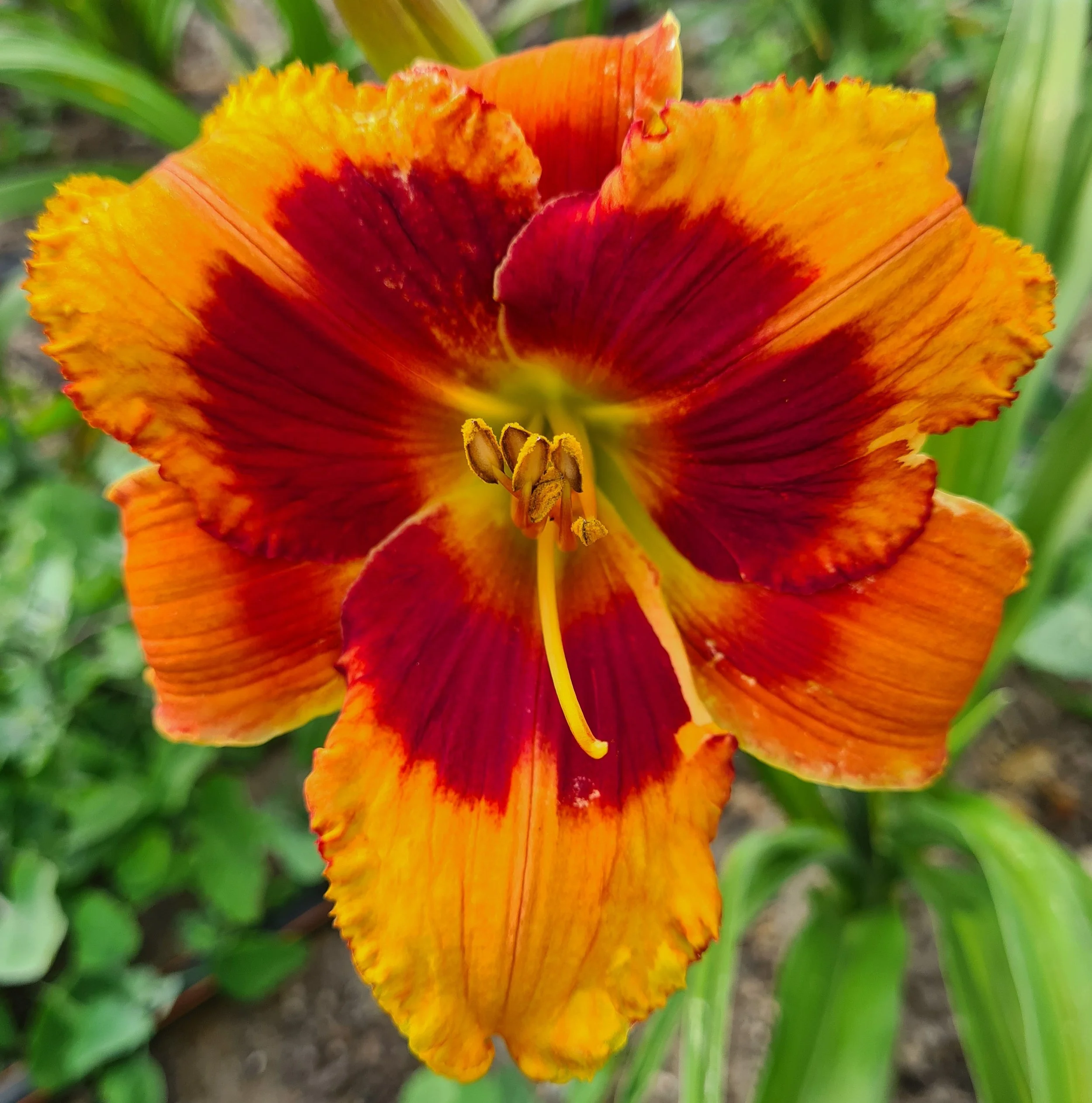 Cajun Christmas (6).jpg