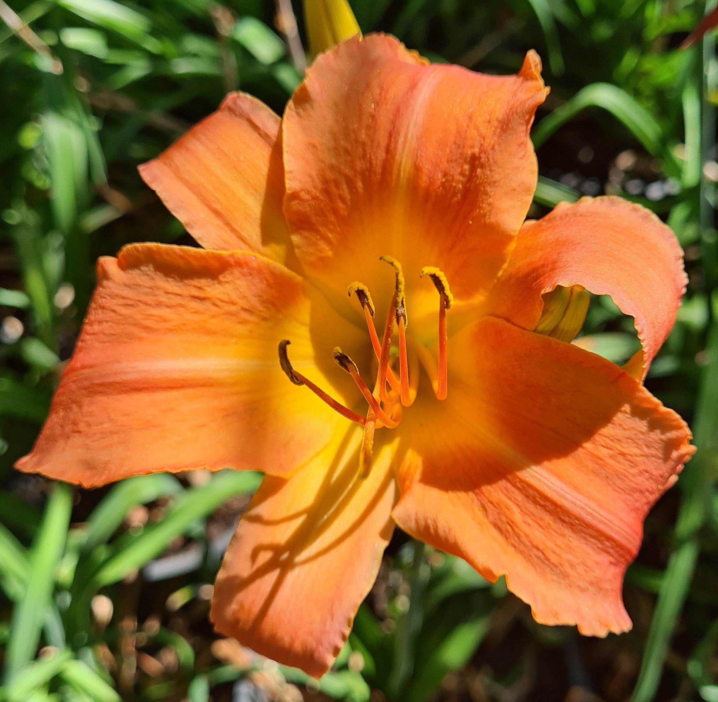 Buddhist Flame not Clifton Darling Teddy (3).jpg