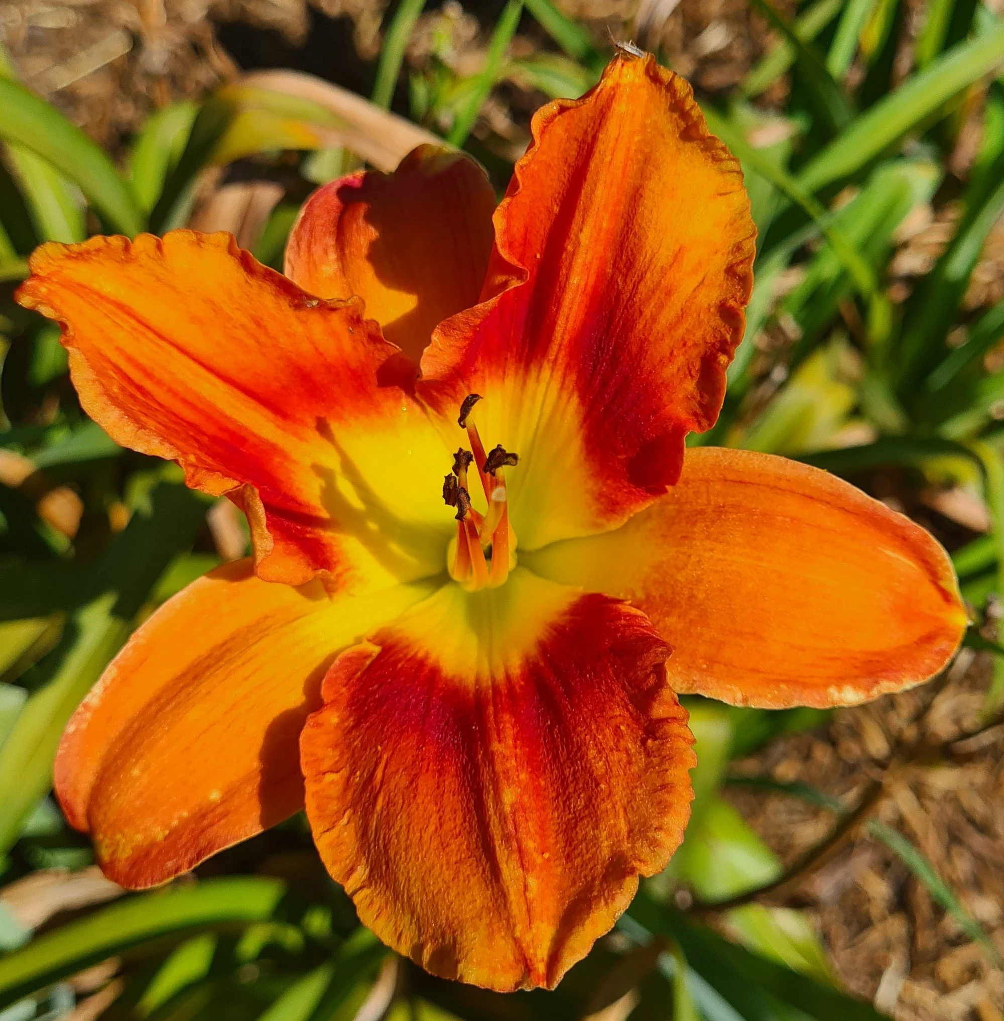 Cherry Smoke (1).jpg