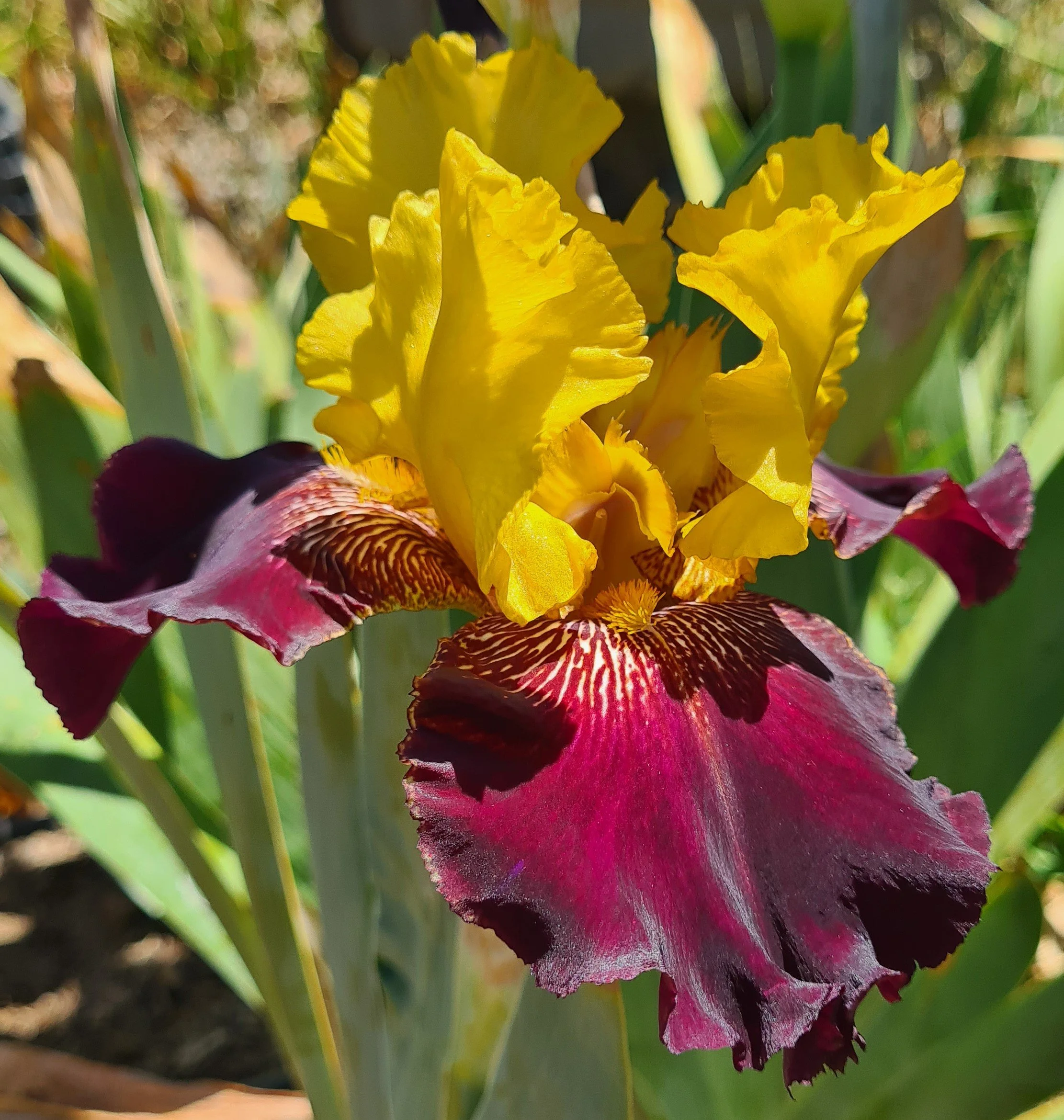 Amy's Flower (7).jpg