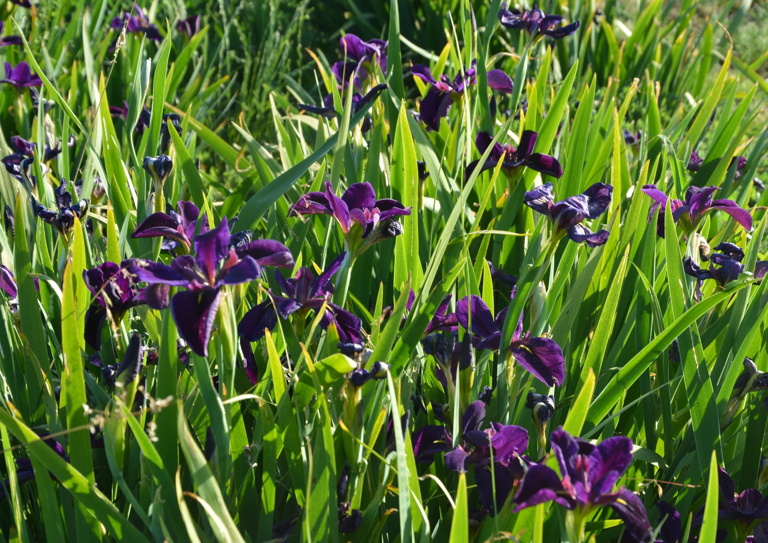 Black Gamecock (14).JPG