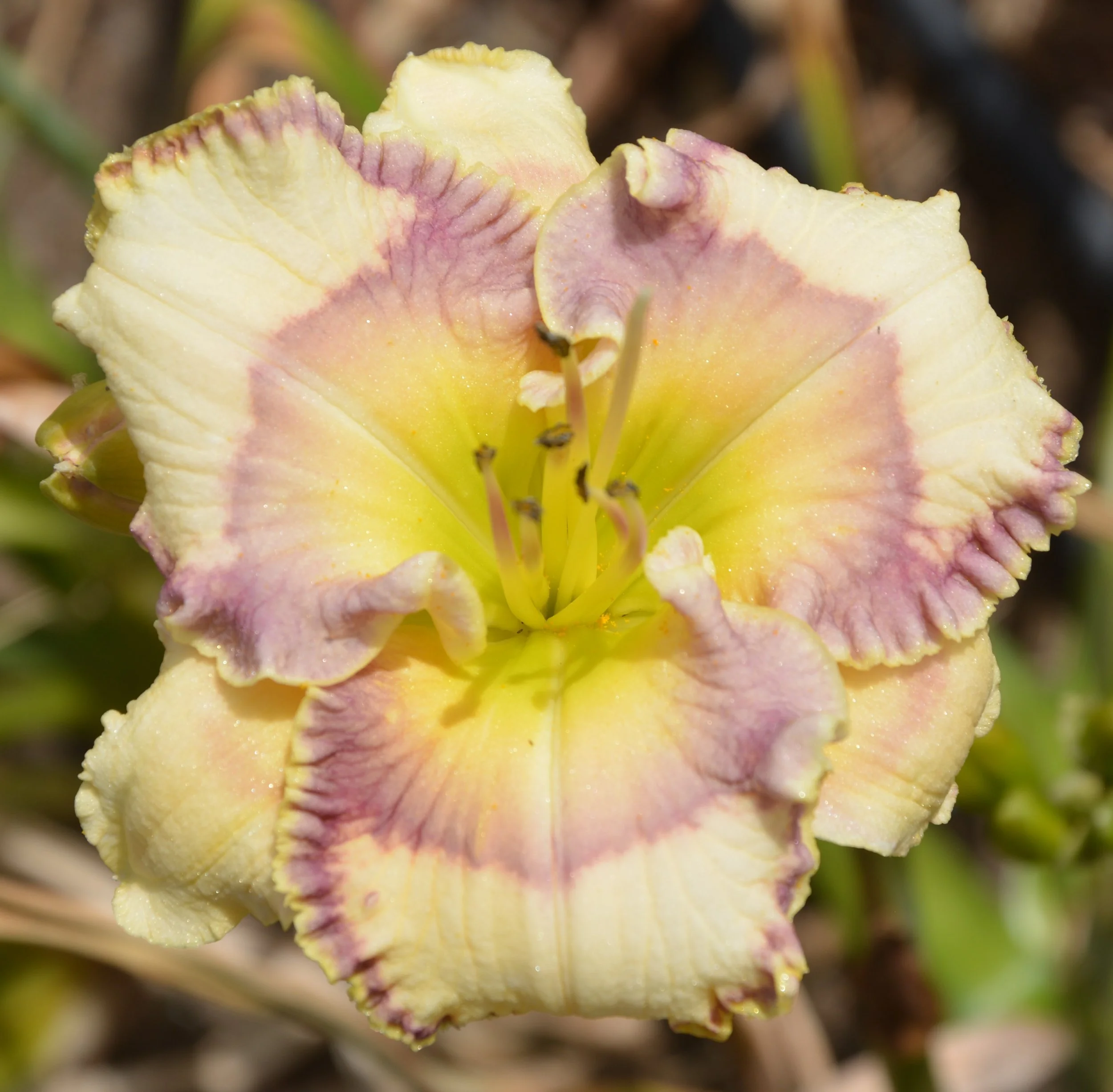 Bluegrass Music (4).JPG