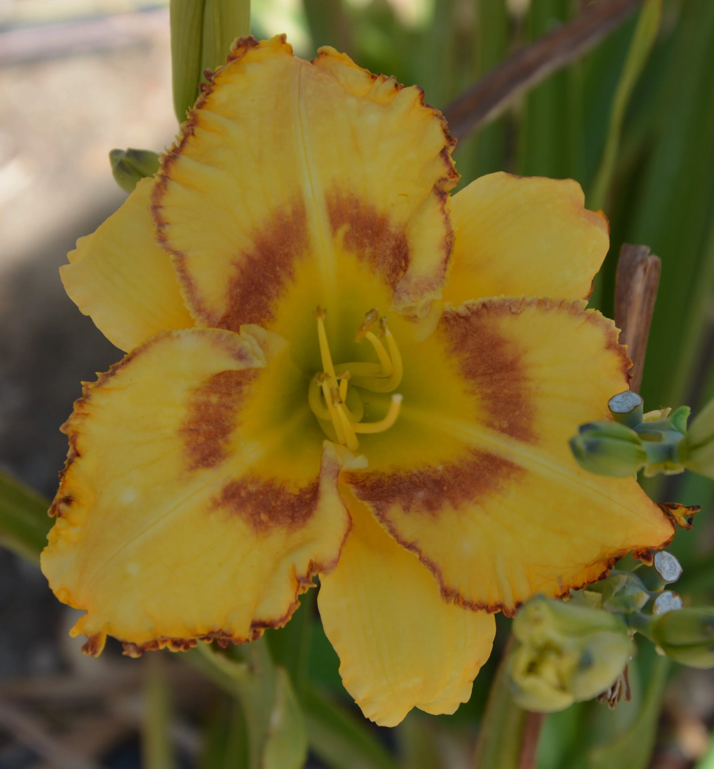 Flamenco Tart (20).JPG