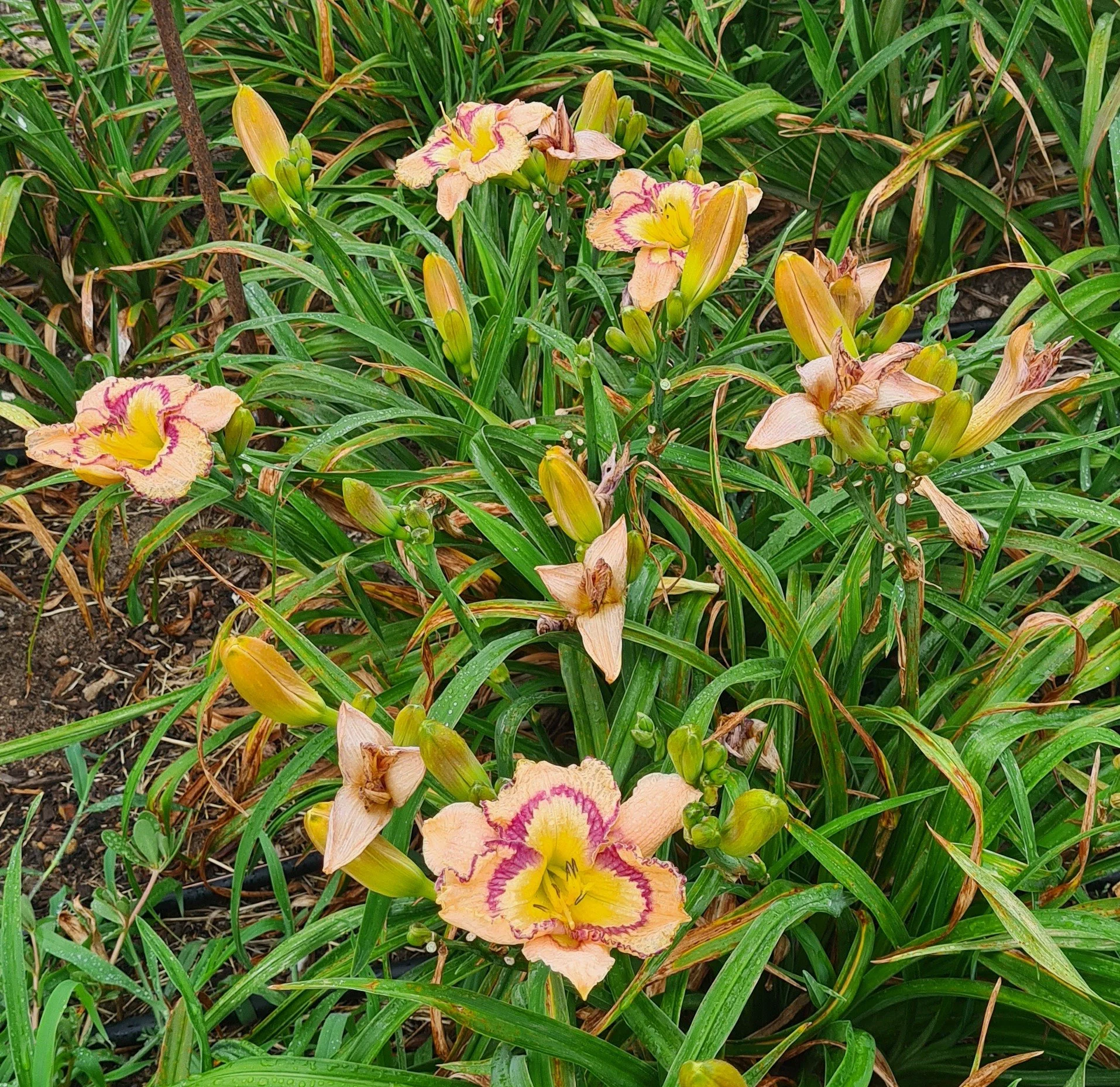 Bella Isabella (6).jpg