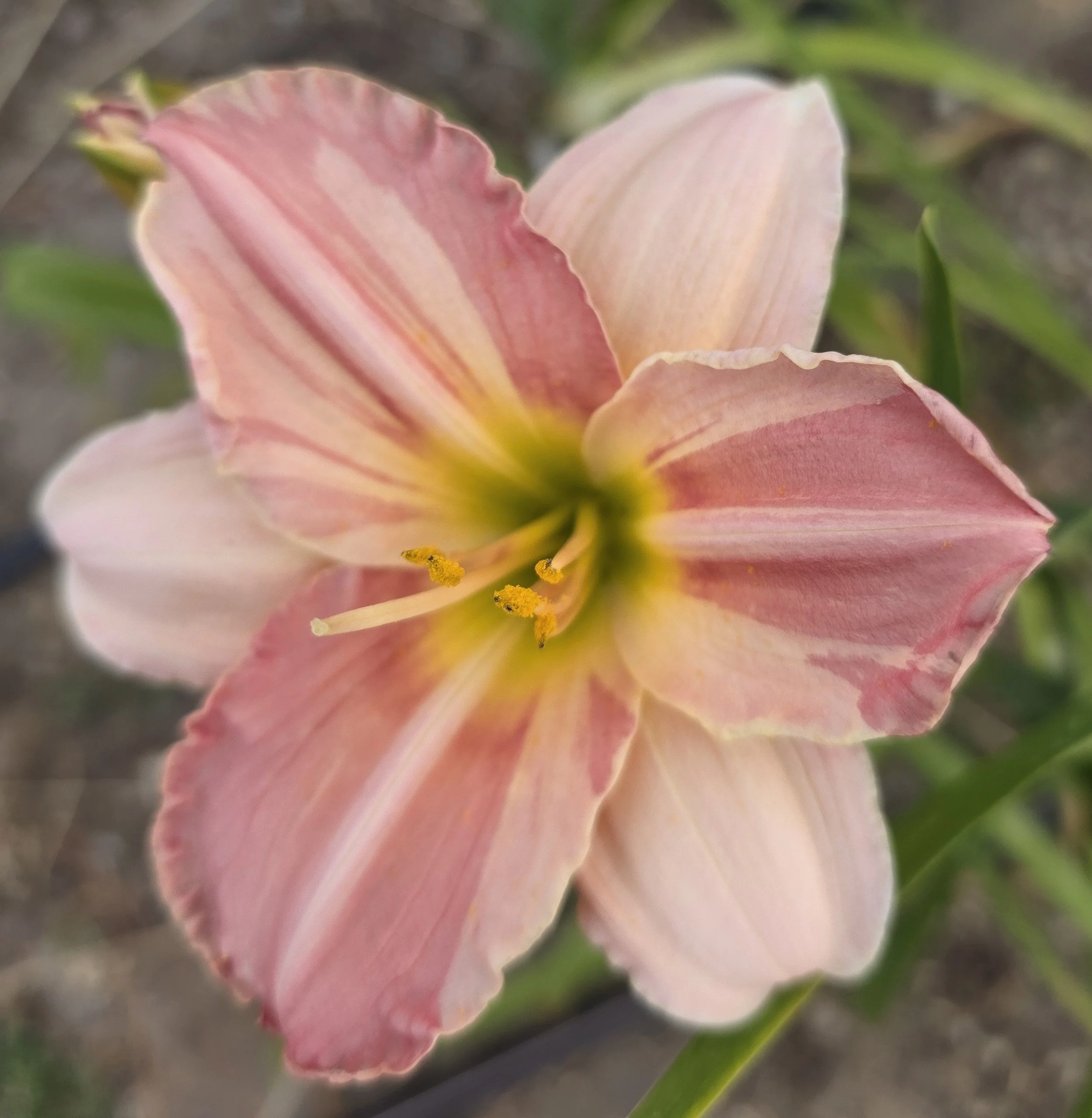 Blushing Maiden (9).jpg