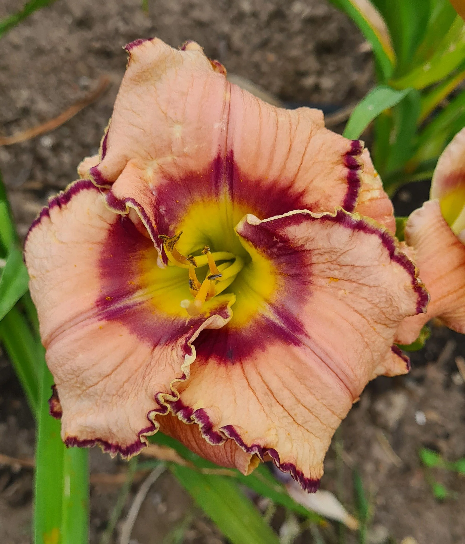 Aussie Delight (7).jpg